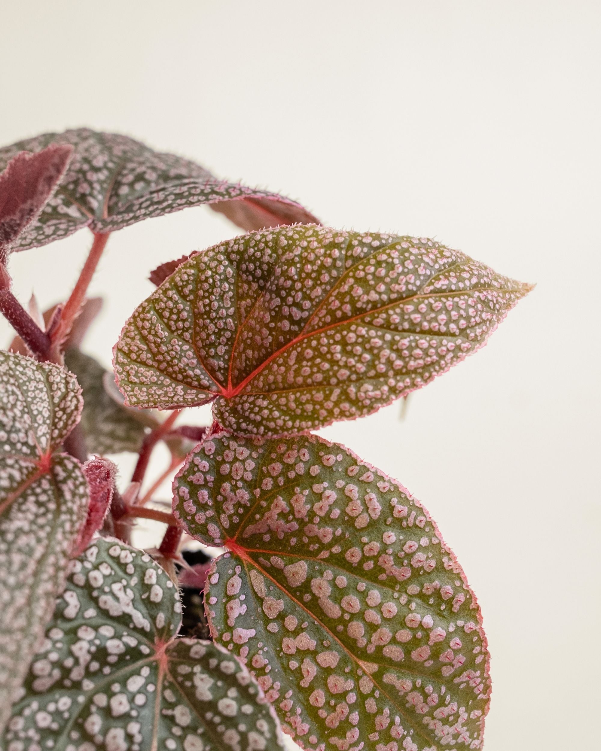 Begonia Morris
