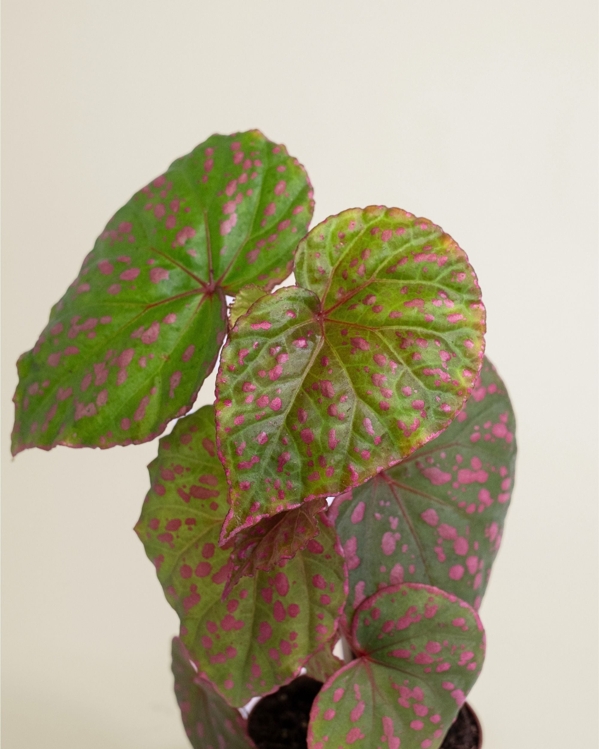 Begonia Muara Wahau