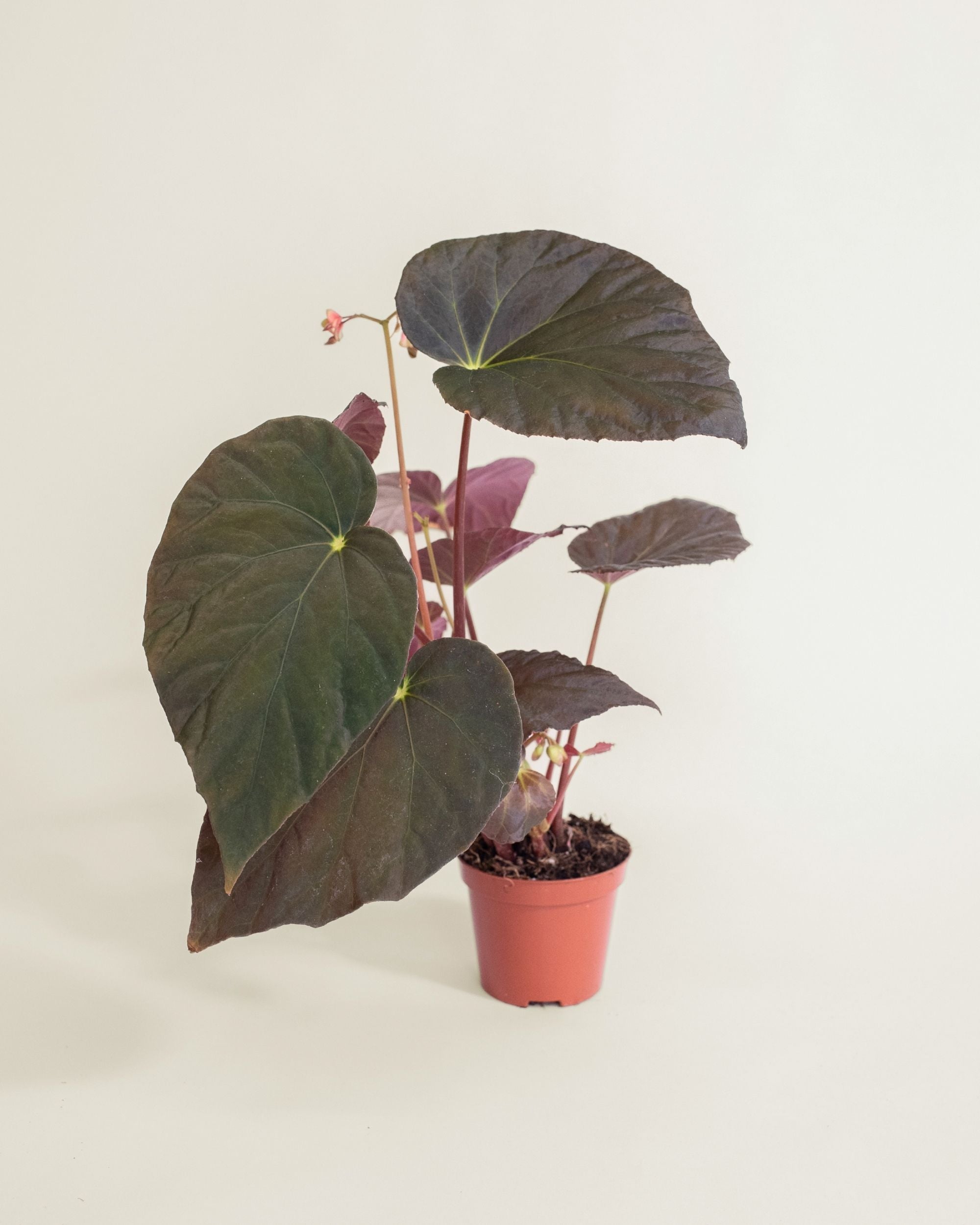 Begonia Pavonina