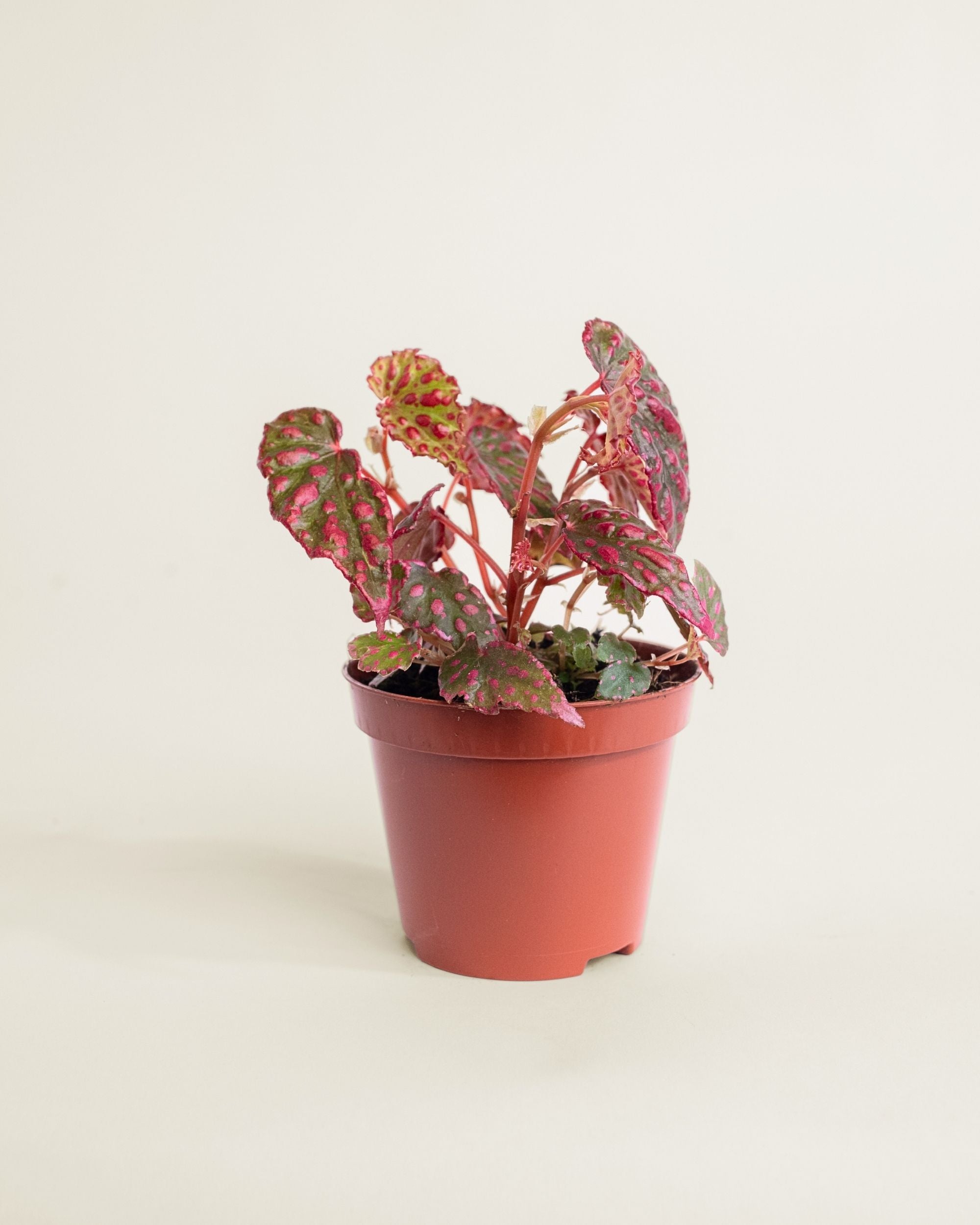 Begonia Pink Lady