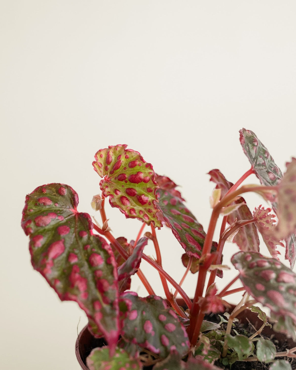 Begonia Pink Lady