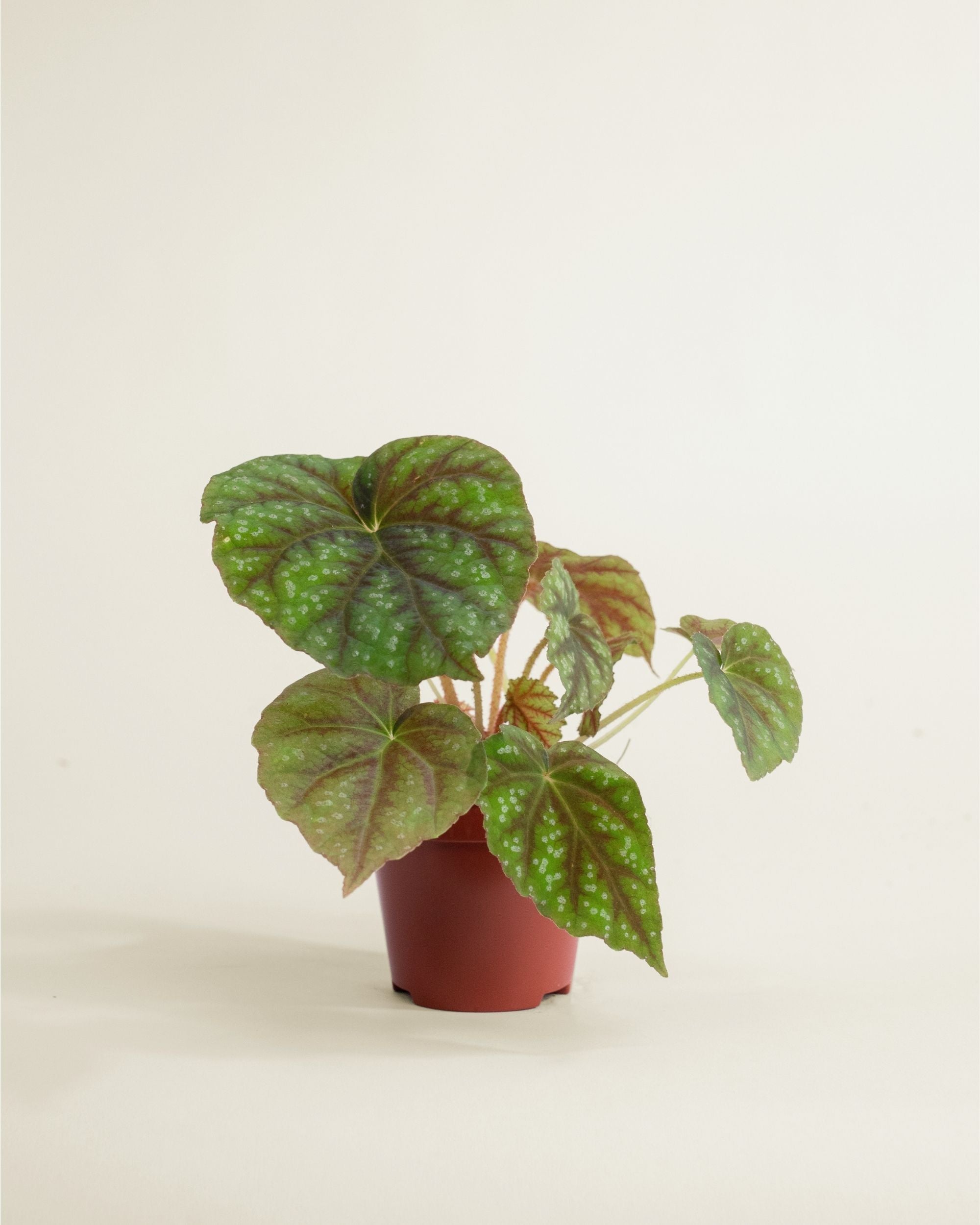 Begonia Pseudoedulis Shiwanshan