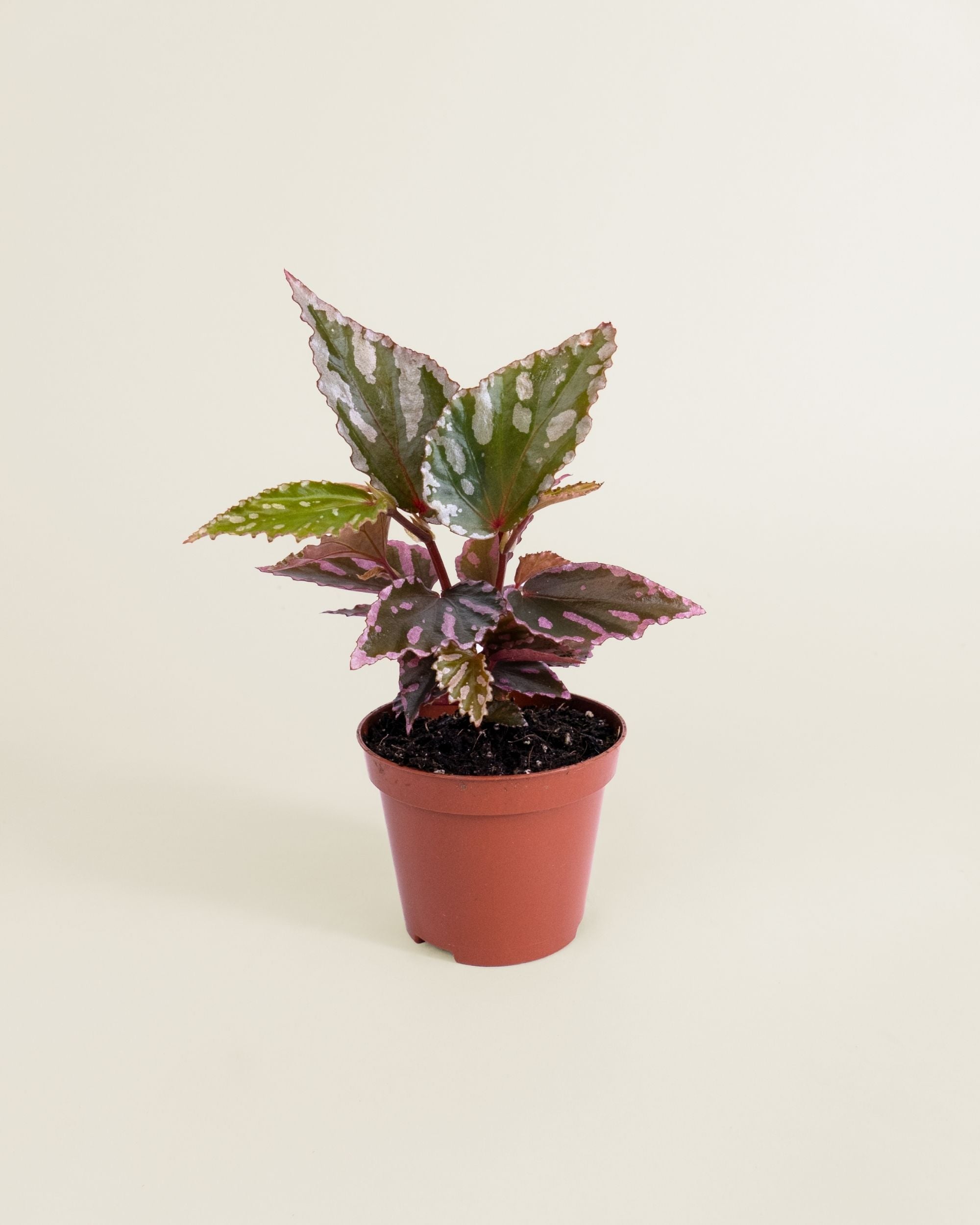 Begonia Sp Julau