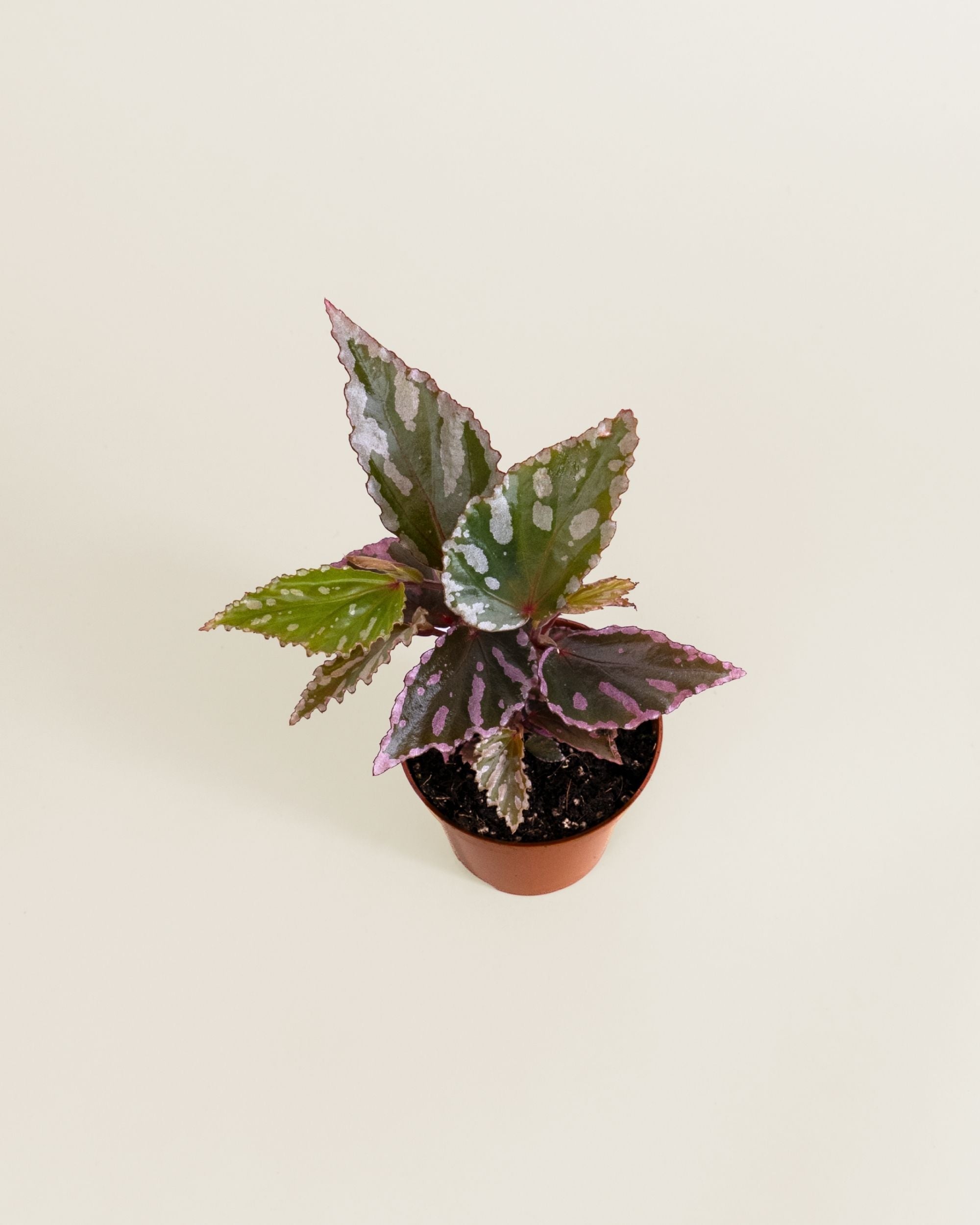 Begonia Sp Julau