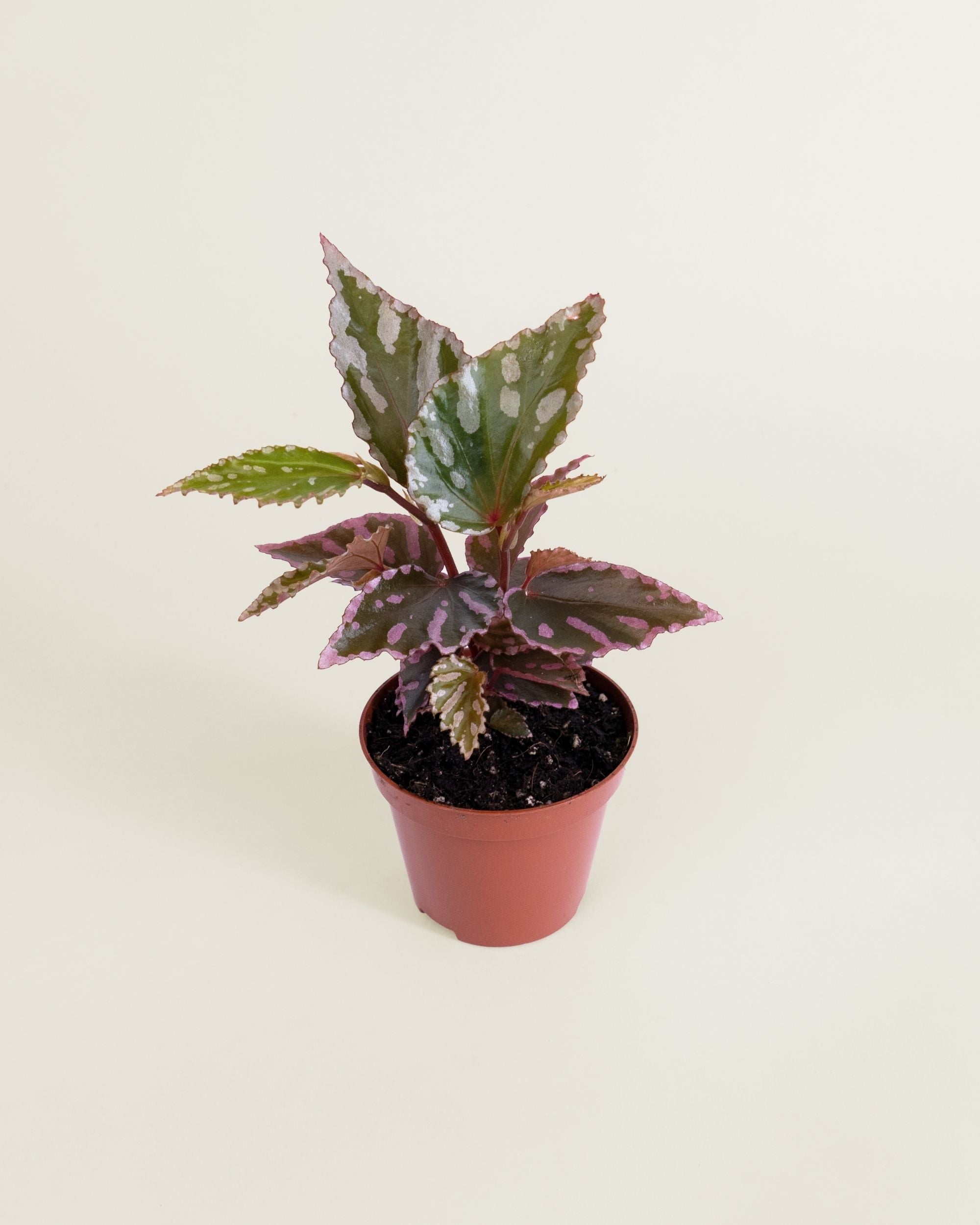 Begonia Sp Julau