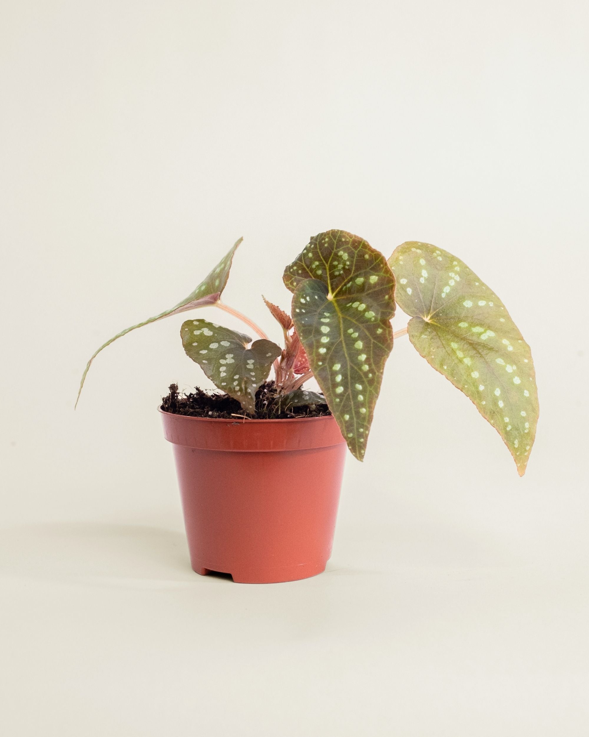 Begonia sp Pandora