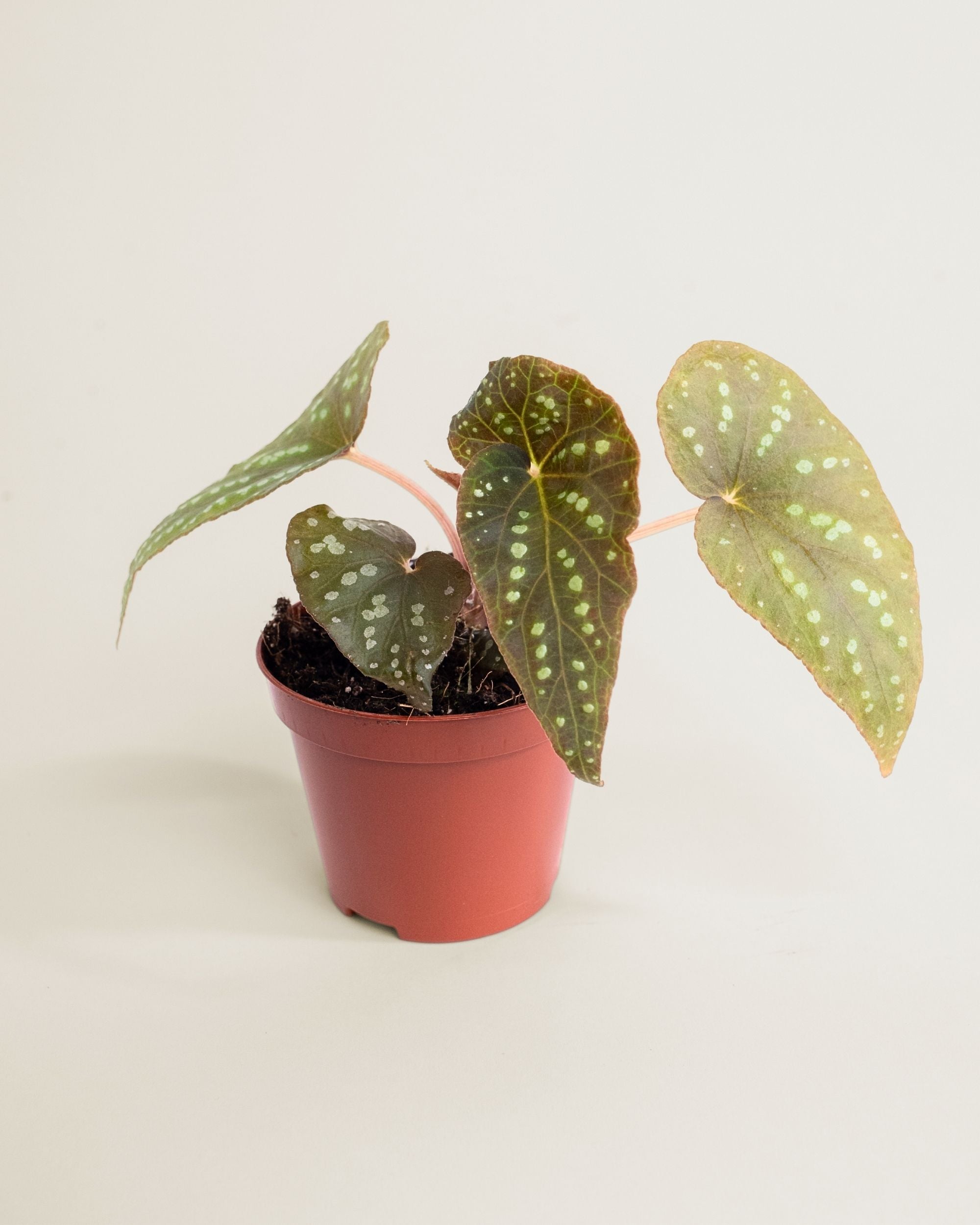 Begonia sp Pandora