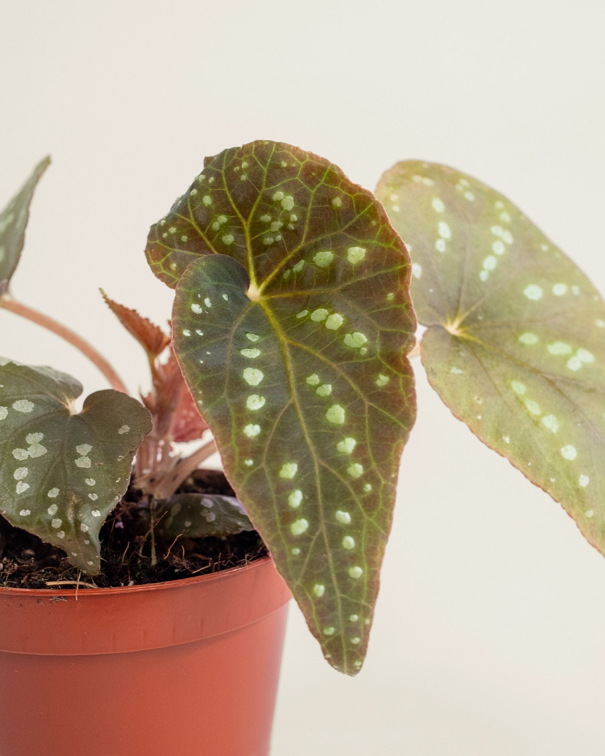 Begonia sp Pandora
