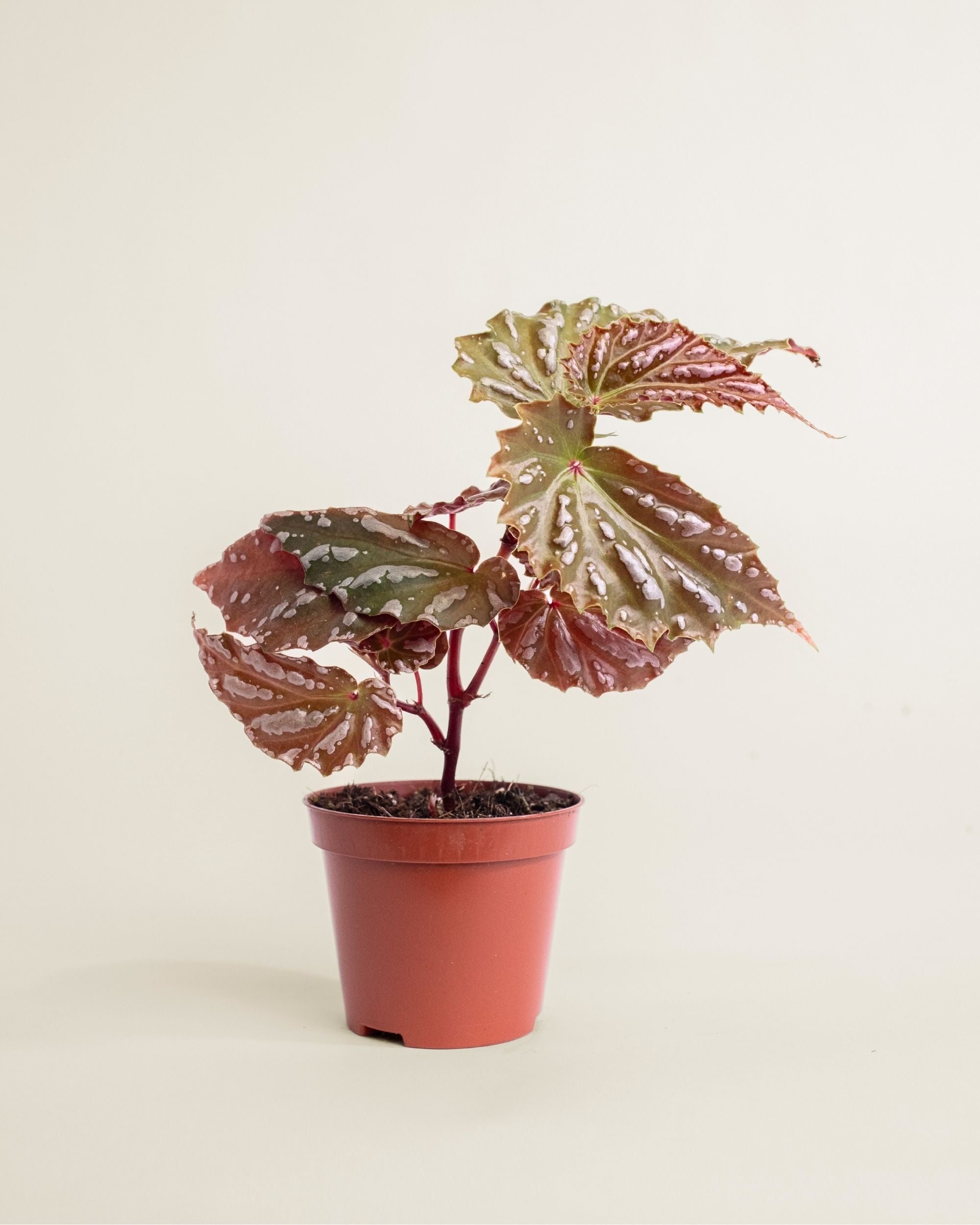 Begonia sp Sumatra