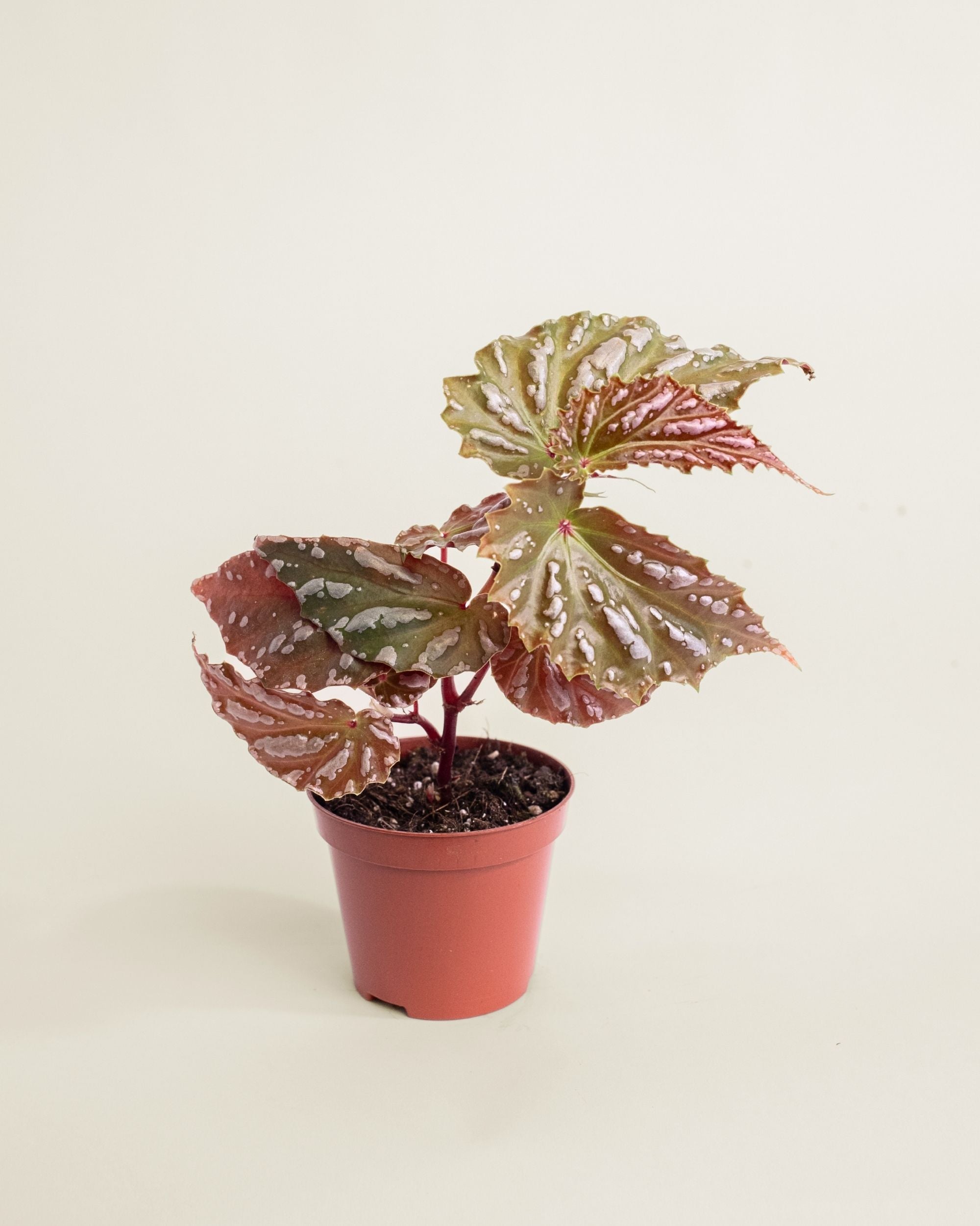 Begonia sp Sumatra