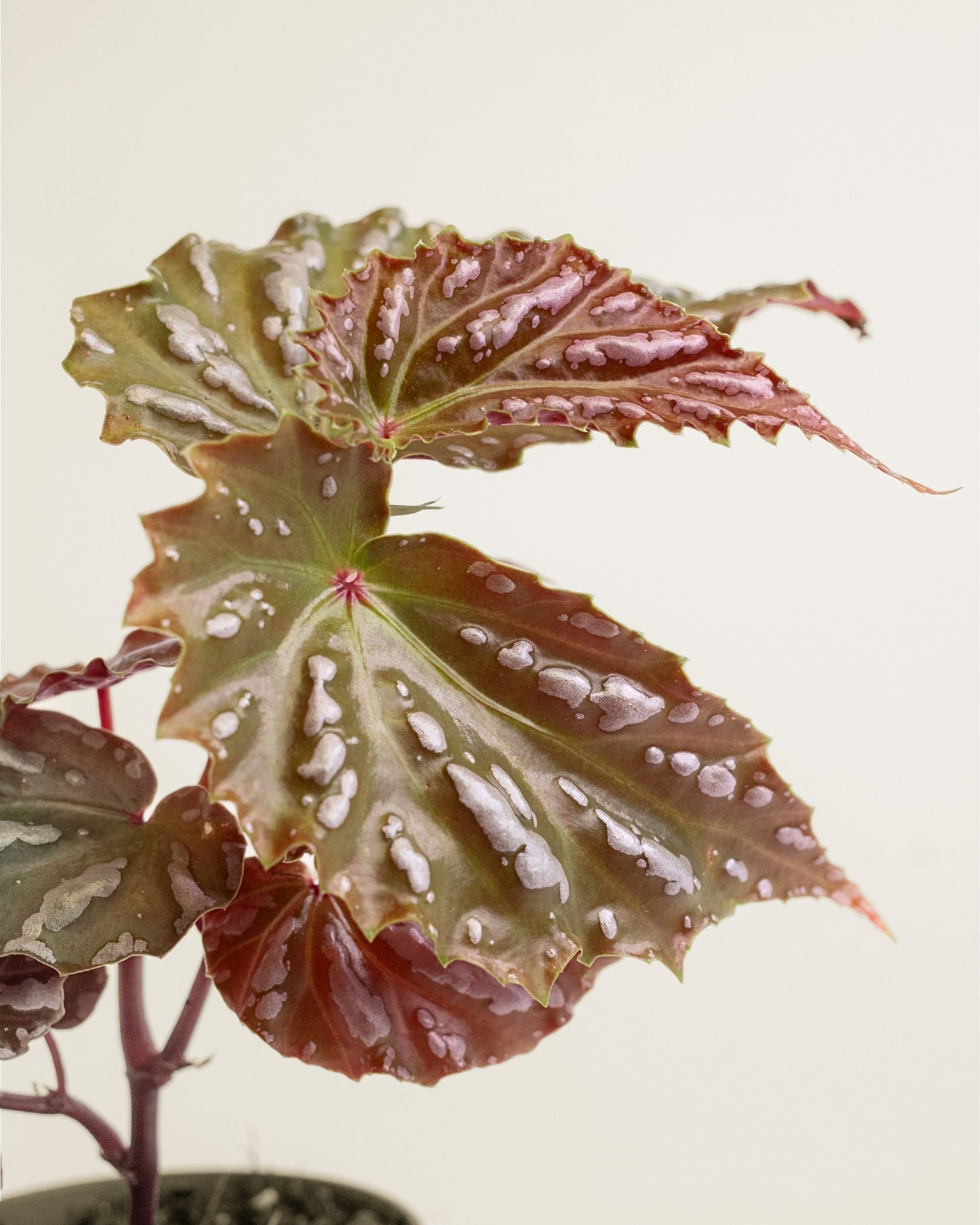Begonia sp Sumatra