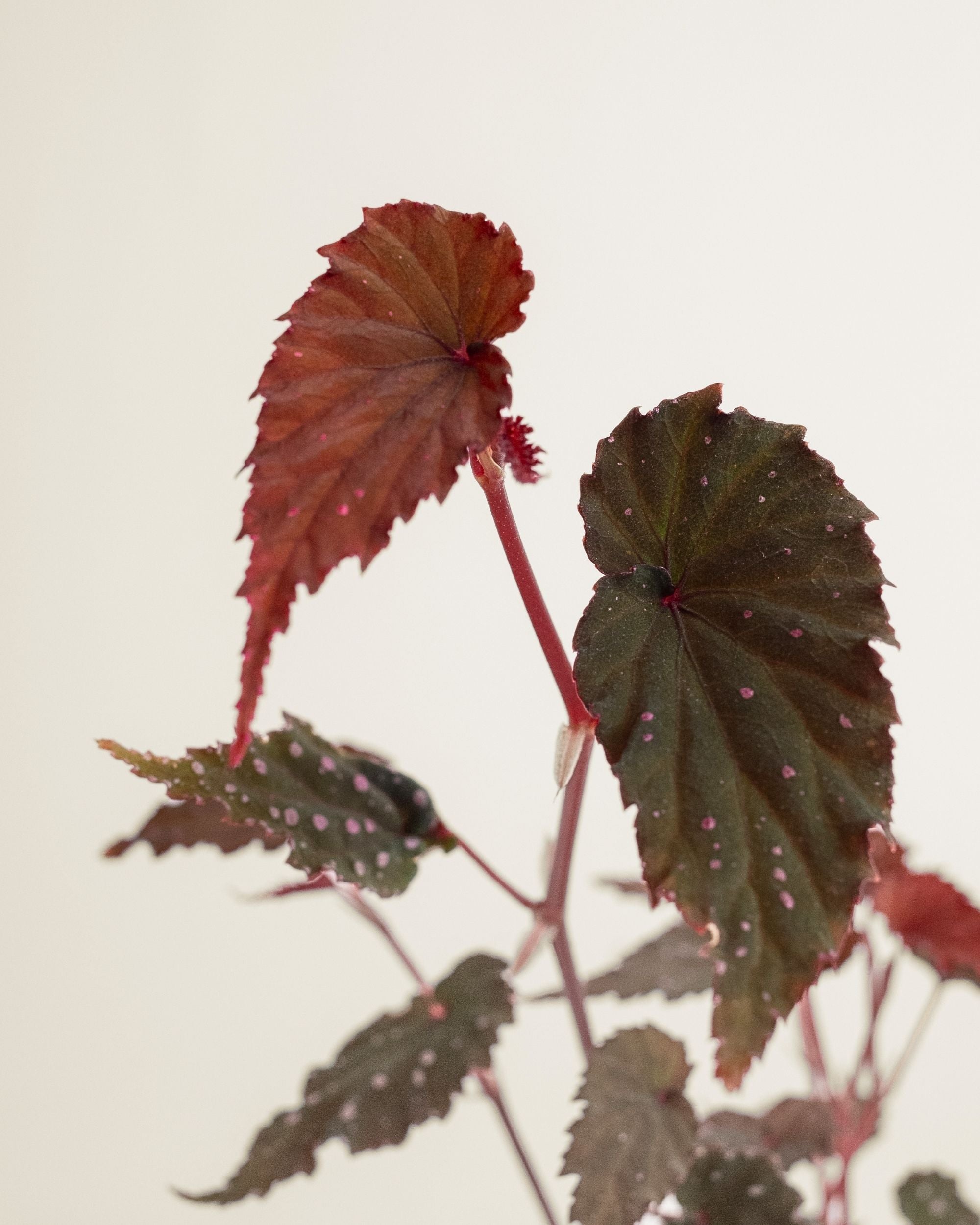 Begonia Sumatra Spotted