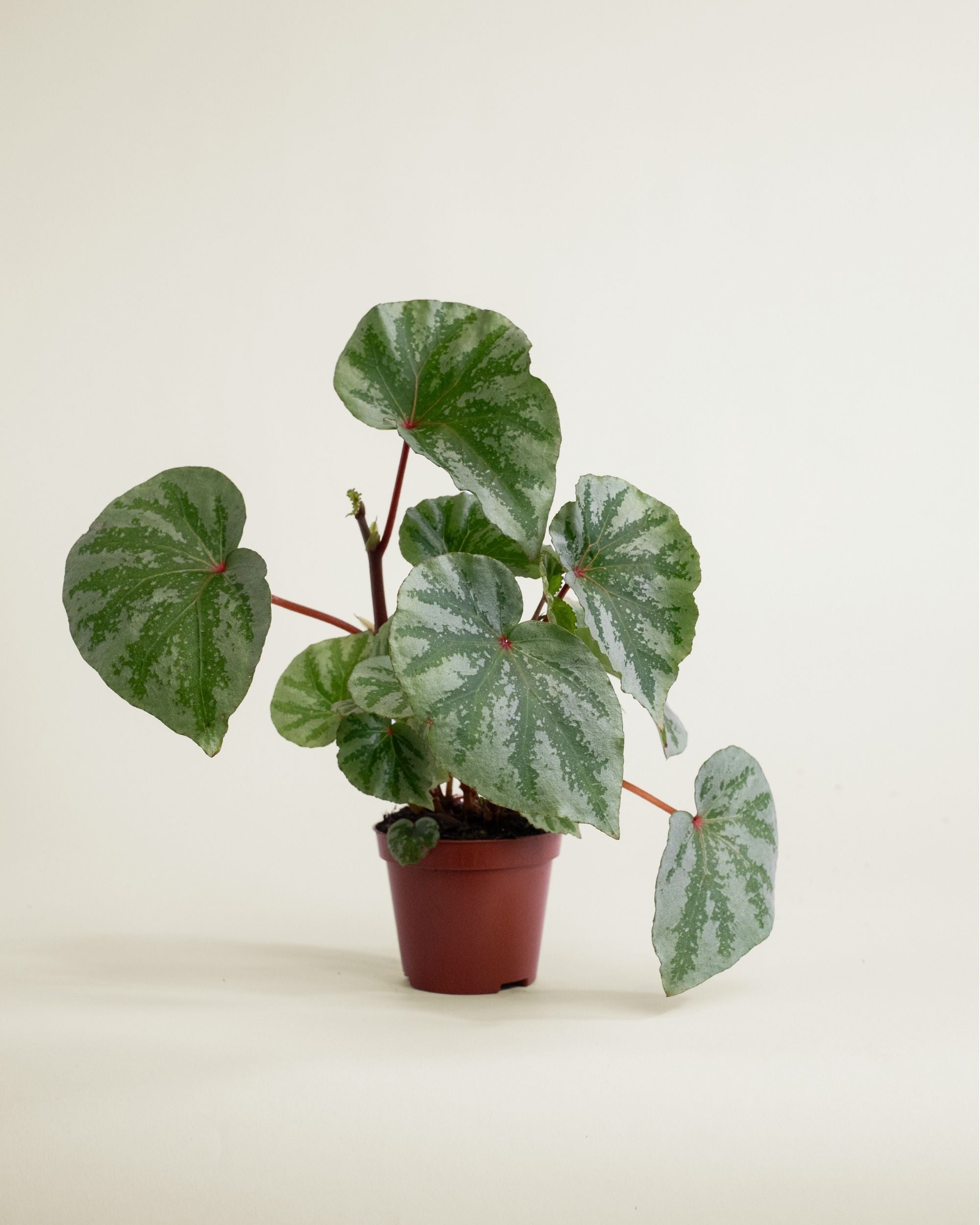 Begonia Temuyuk Silver