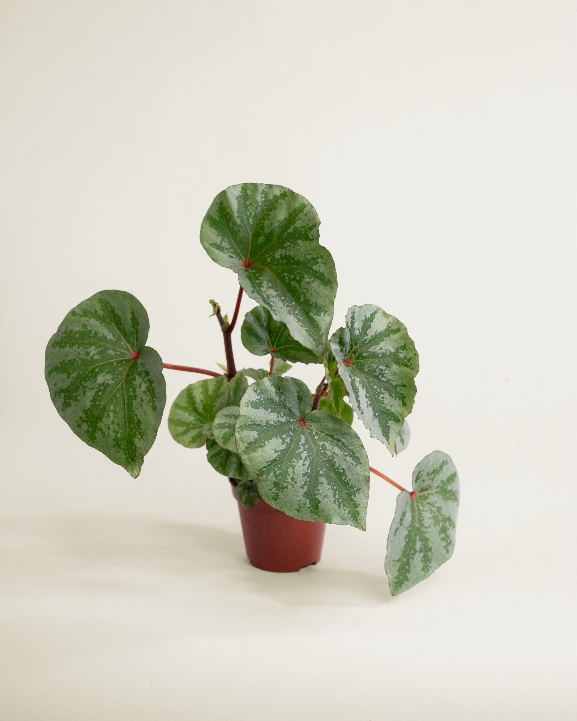 Begonia Temuyuk Silver