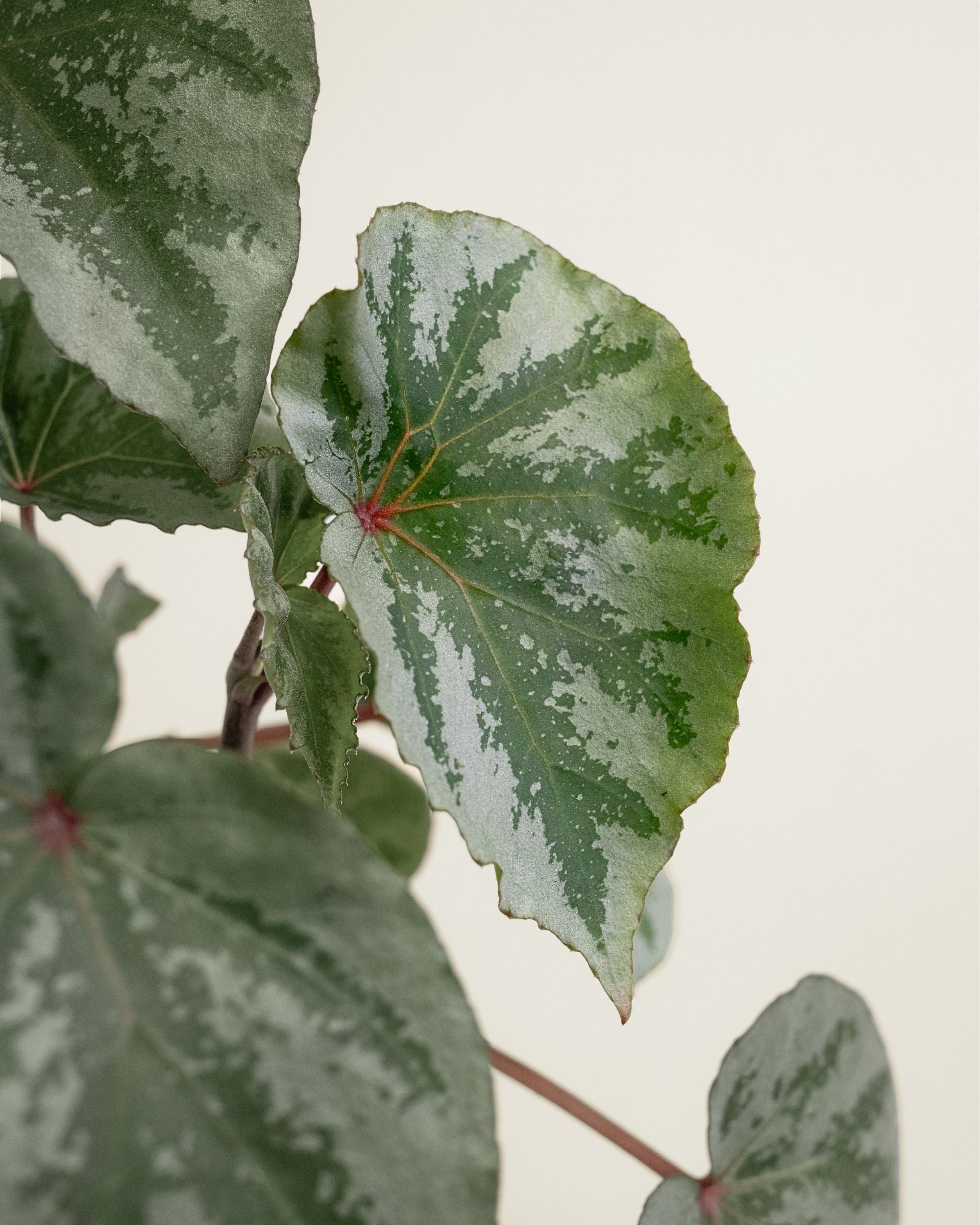 Begonia Temuyuk Silver