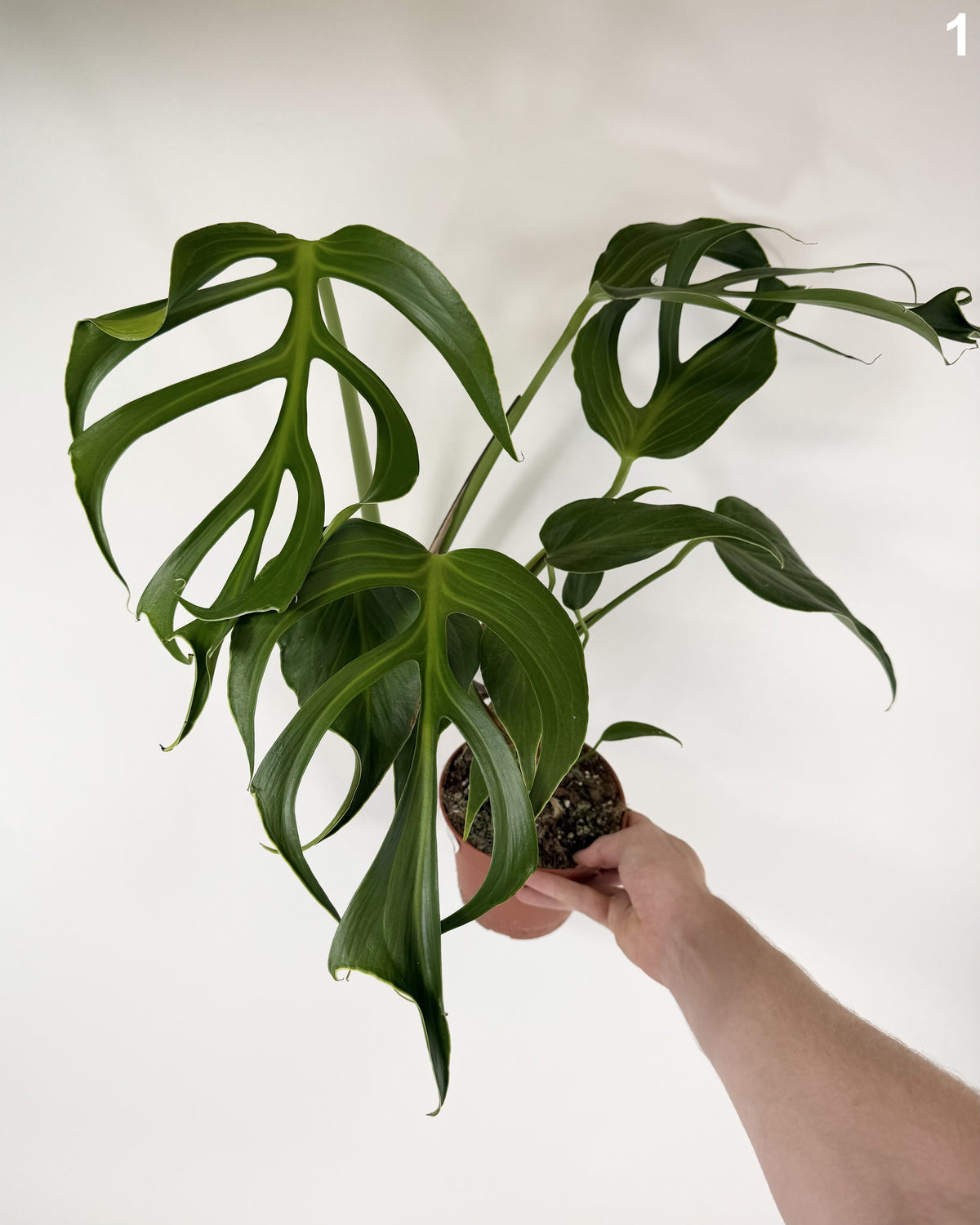 Monstera Burle Marx Flame WW
