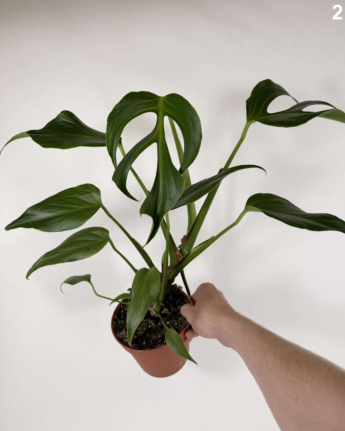 Monstera Burle Marx Flame WW