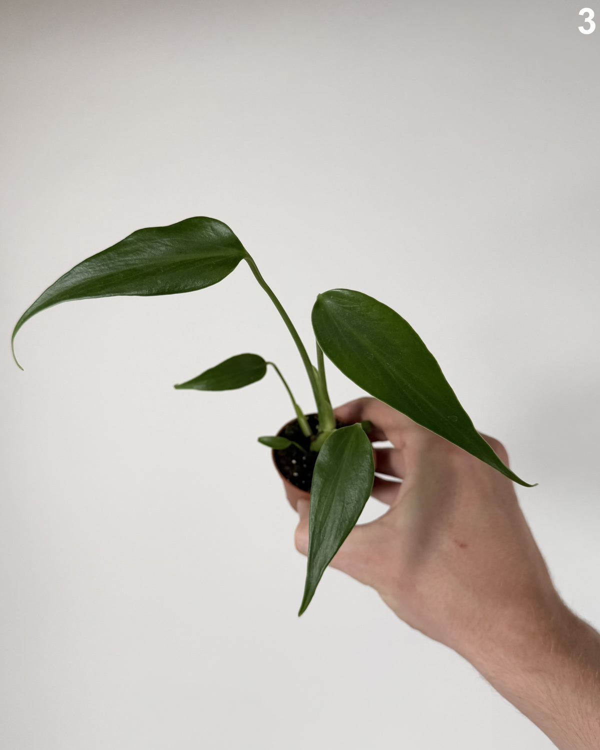 Monstera Burle Marx Flame WW