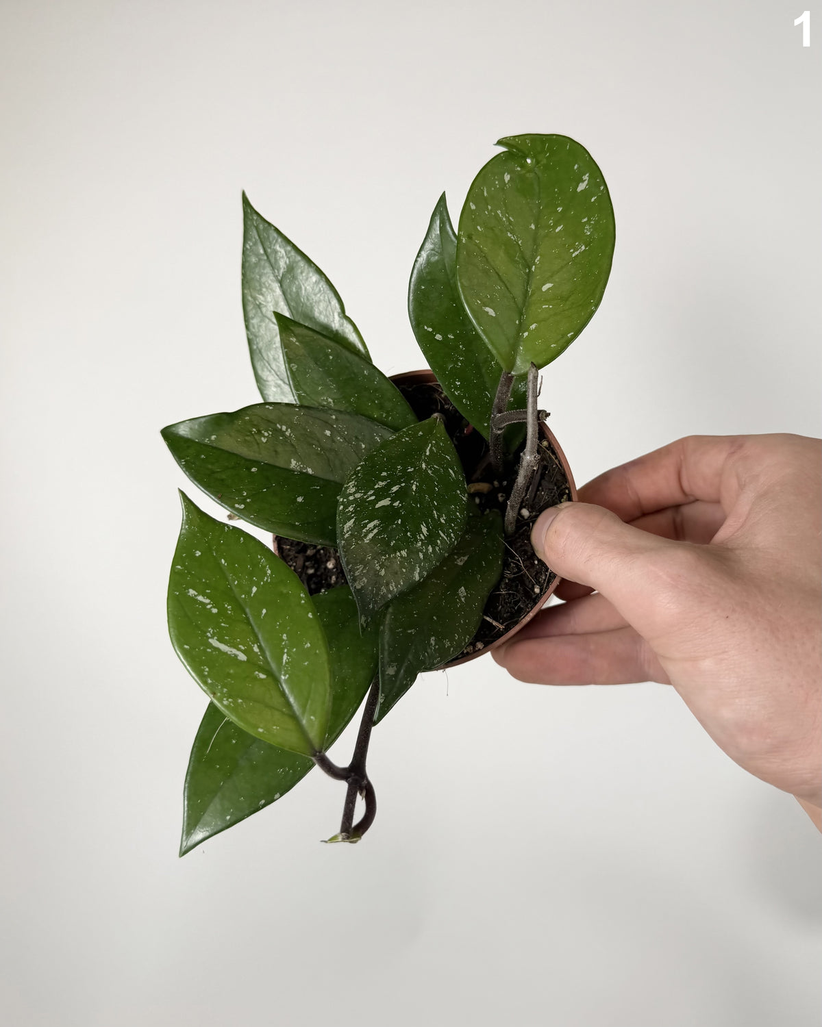 Hoya Carnosa Stardust WW