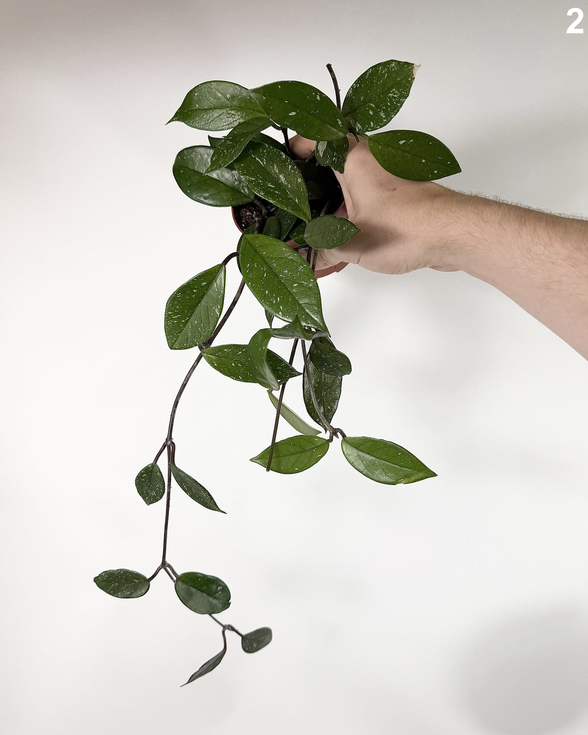 Hoya Carnosa Stardust WW