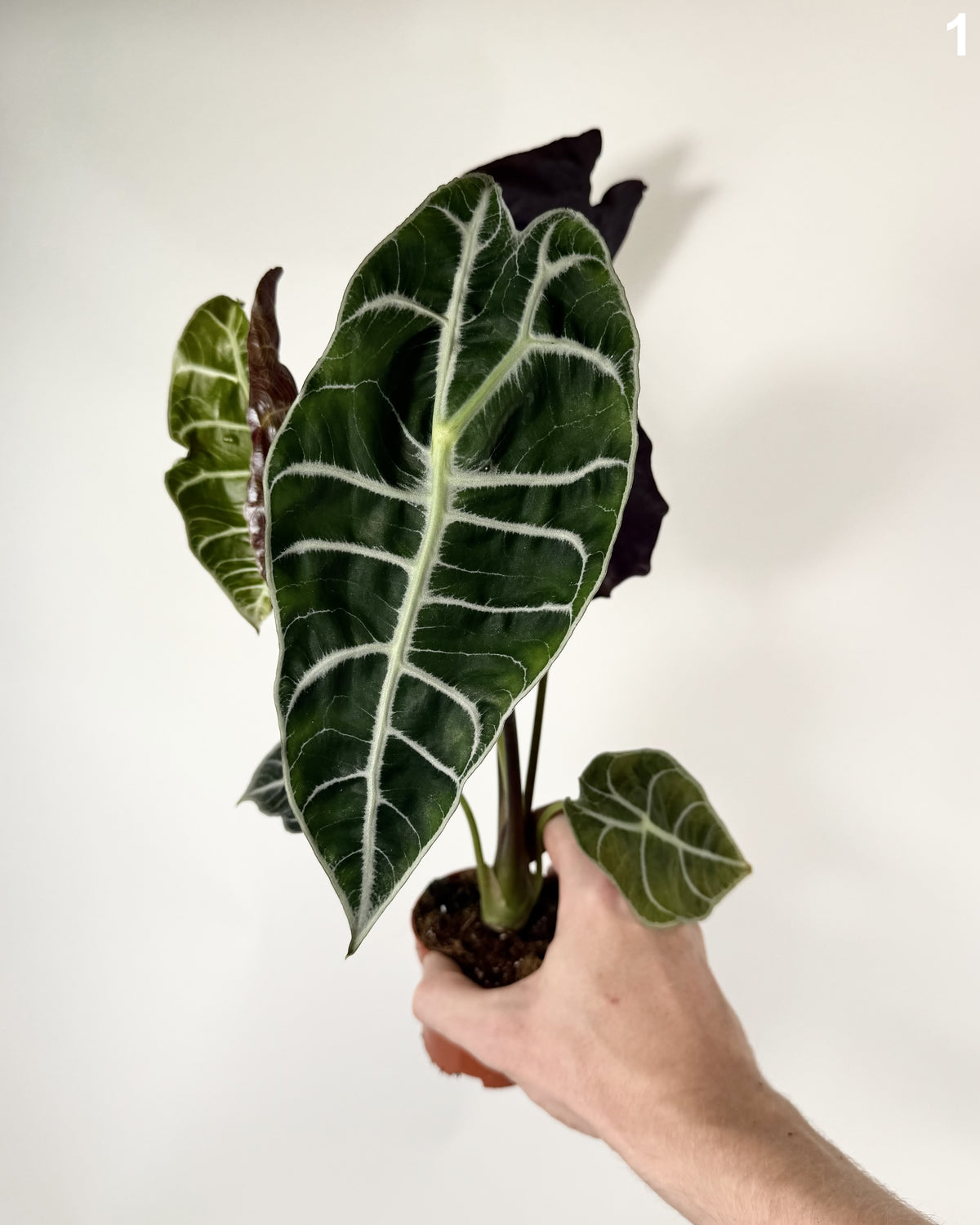 Alocasia Watsoninana Carter WW