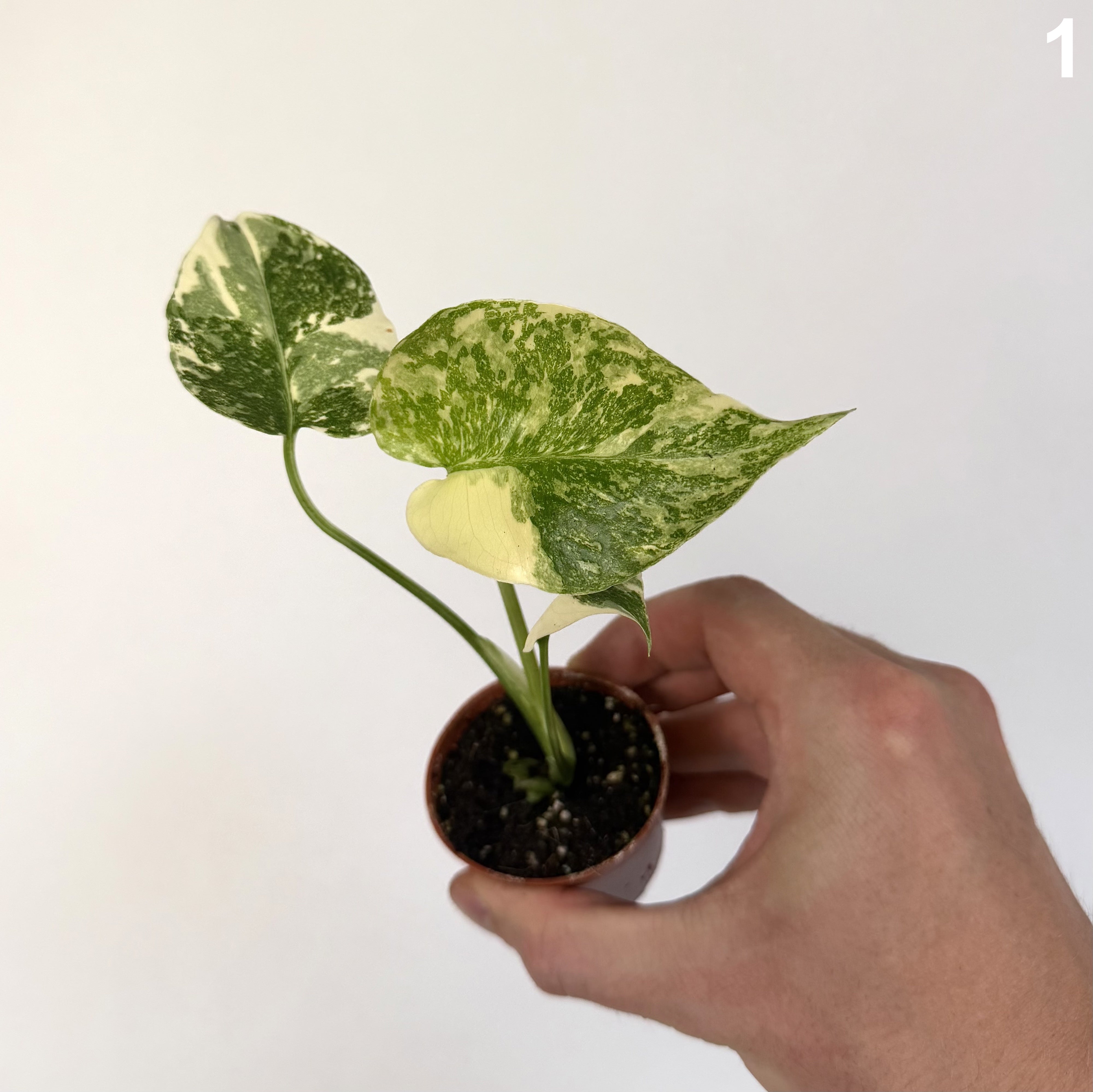 Monstera Deliciosa Creme Brulee WW