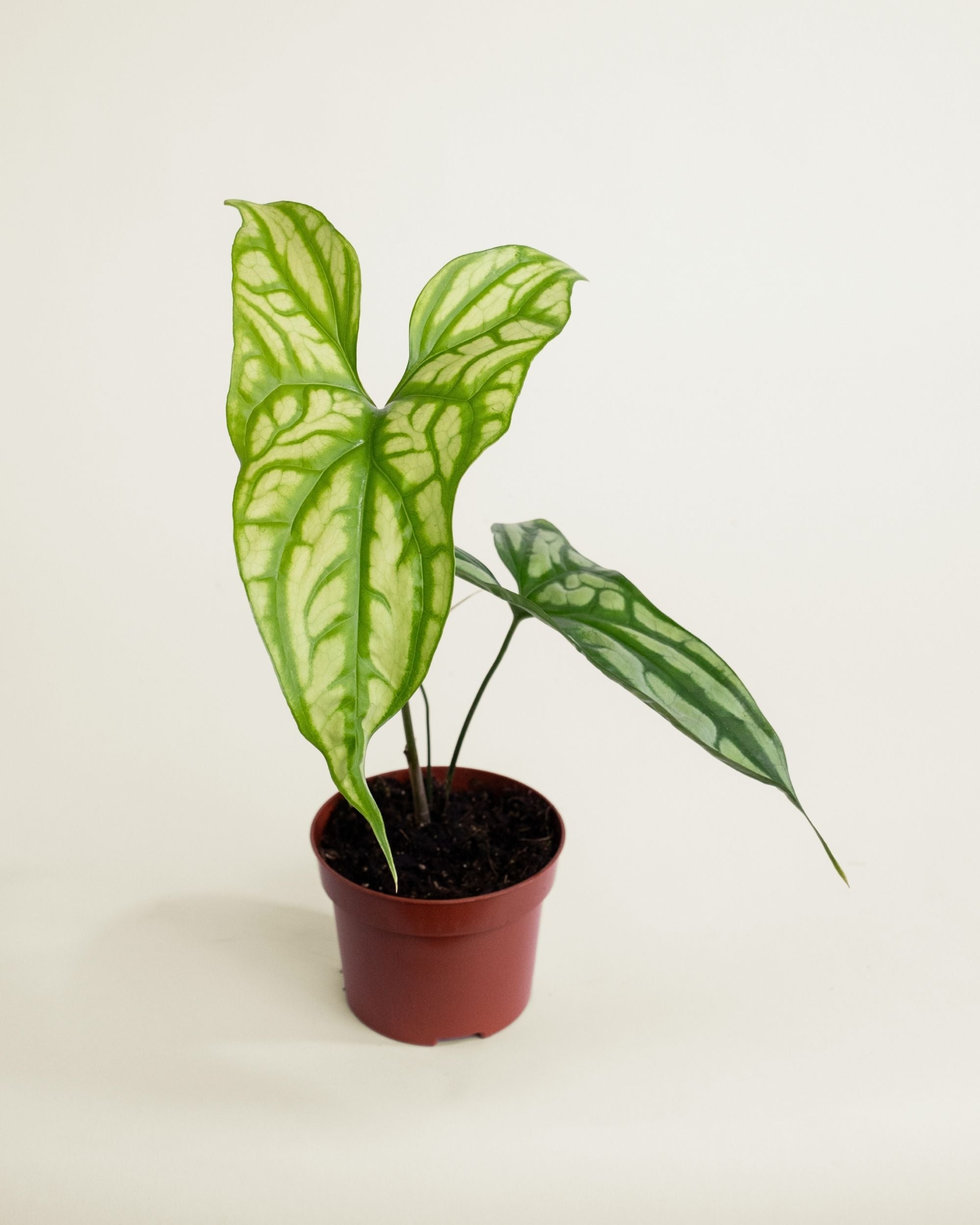 Cercestis Mirabilis