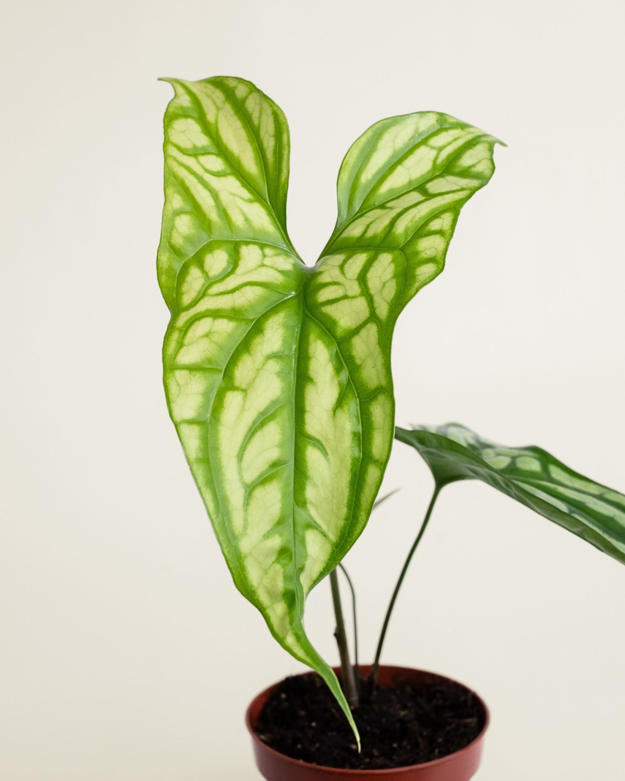 Cercestis Mirabilis