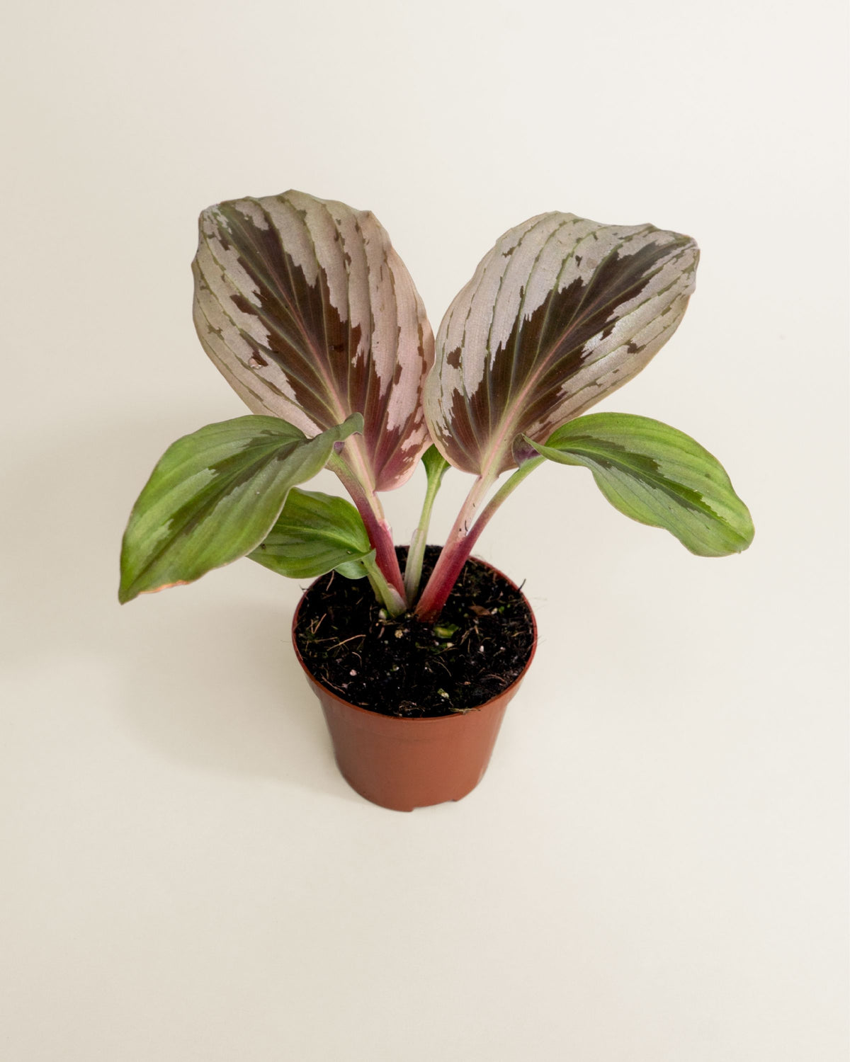 Cornukaempferia Aurantifolia Silver