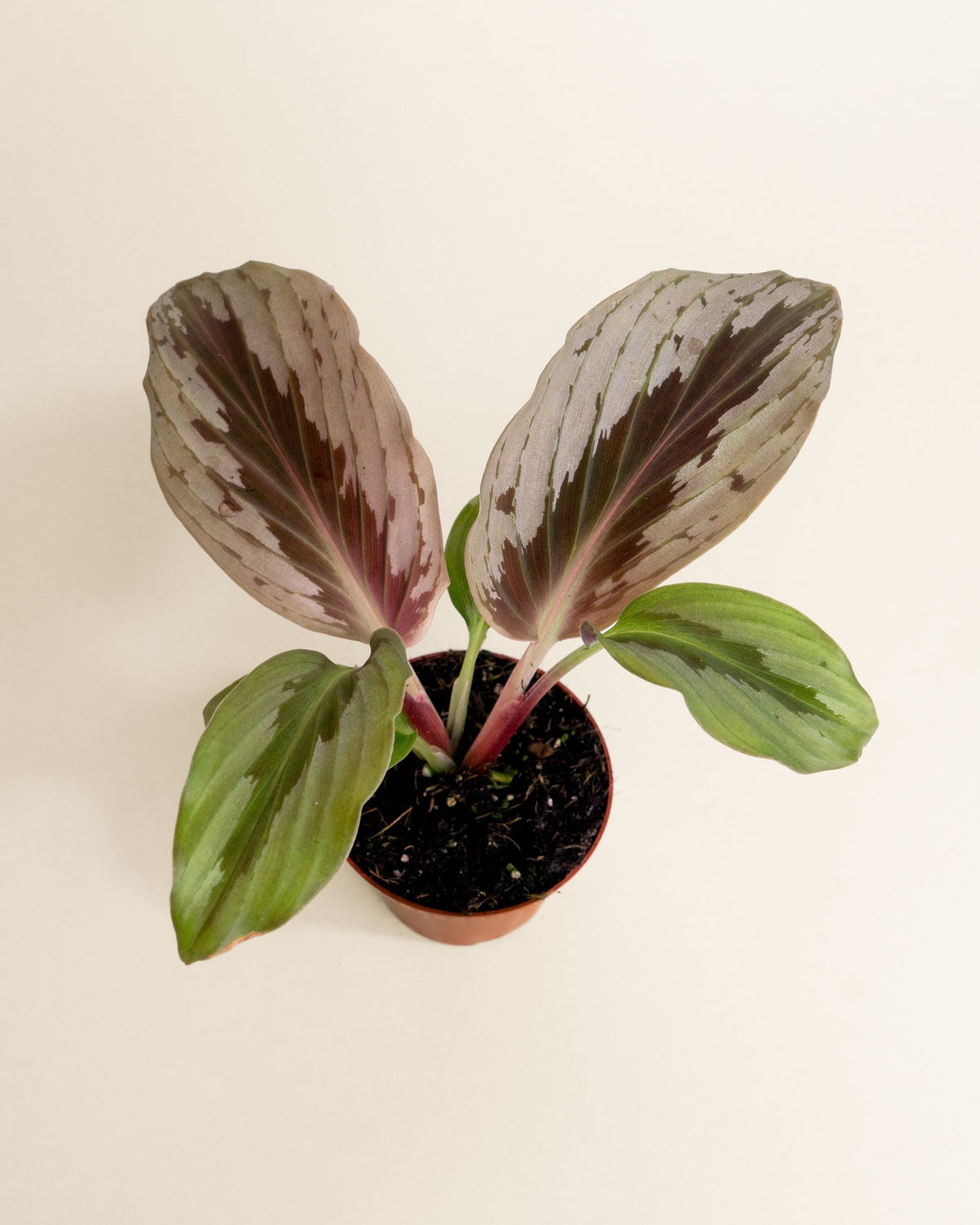 Cornukaempferia Aurantifolia Silver