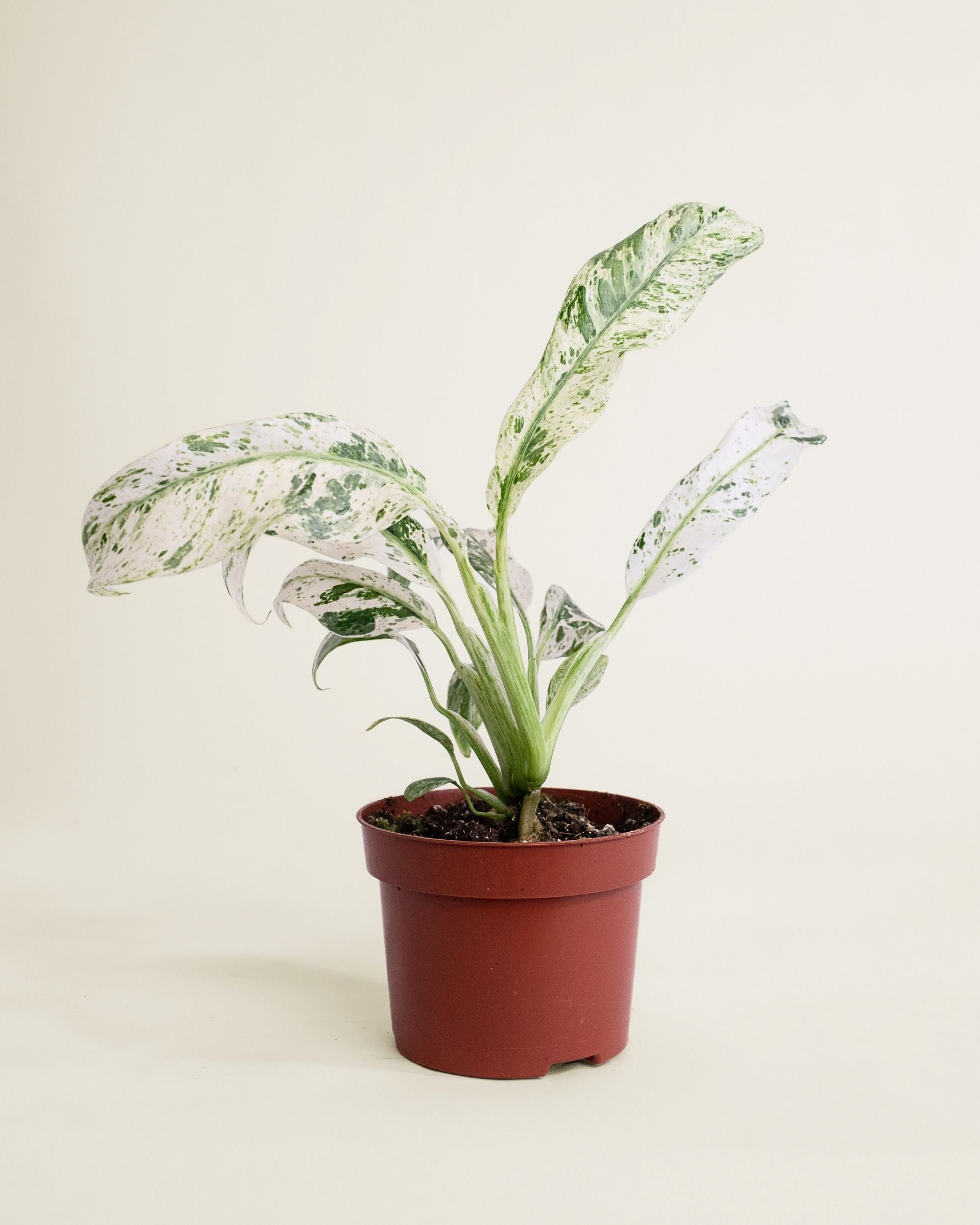 Epipremnum Giganteum Variegata