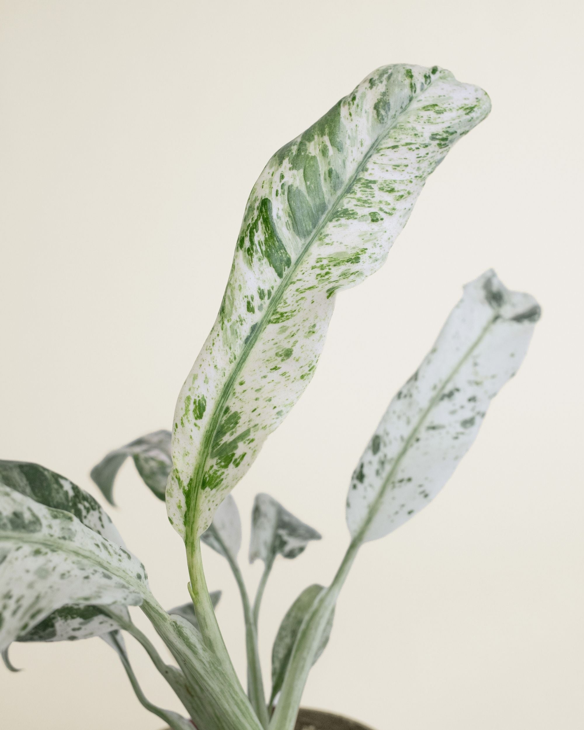 Epipremnum Giganteum Variegata