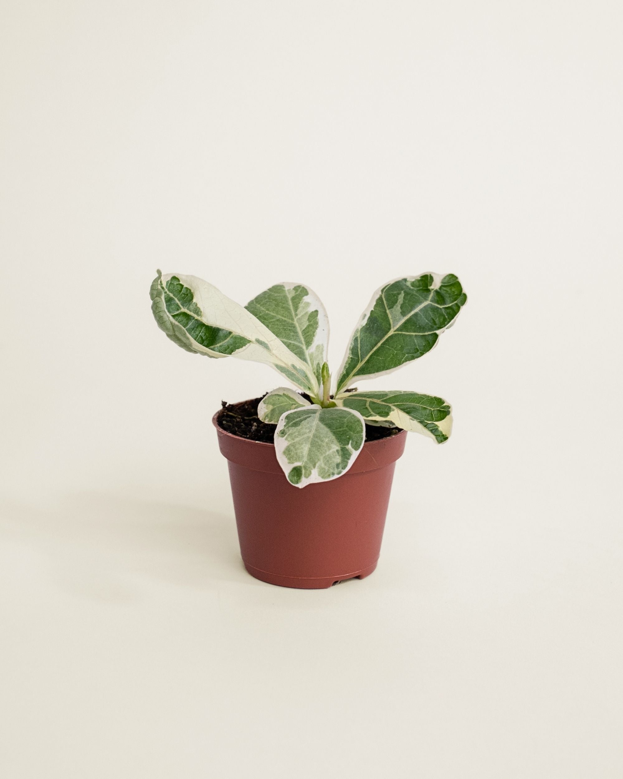 Ficus Lyrata Variegata