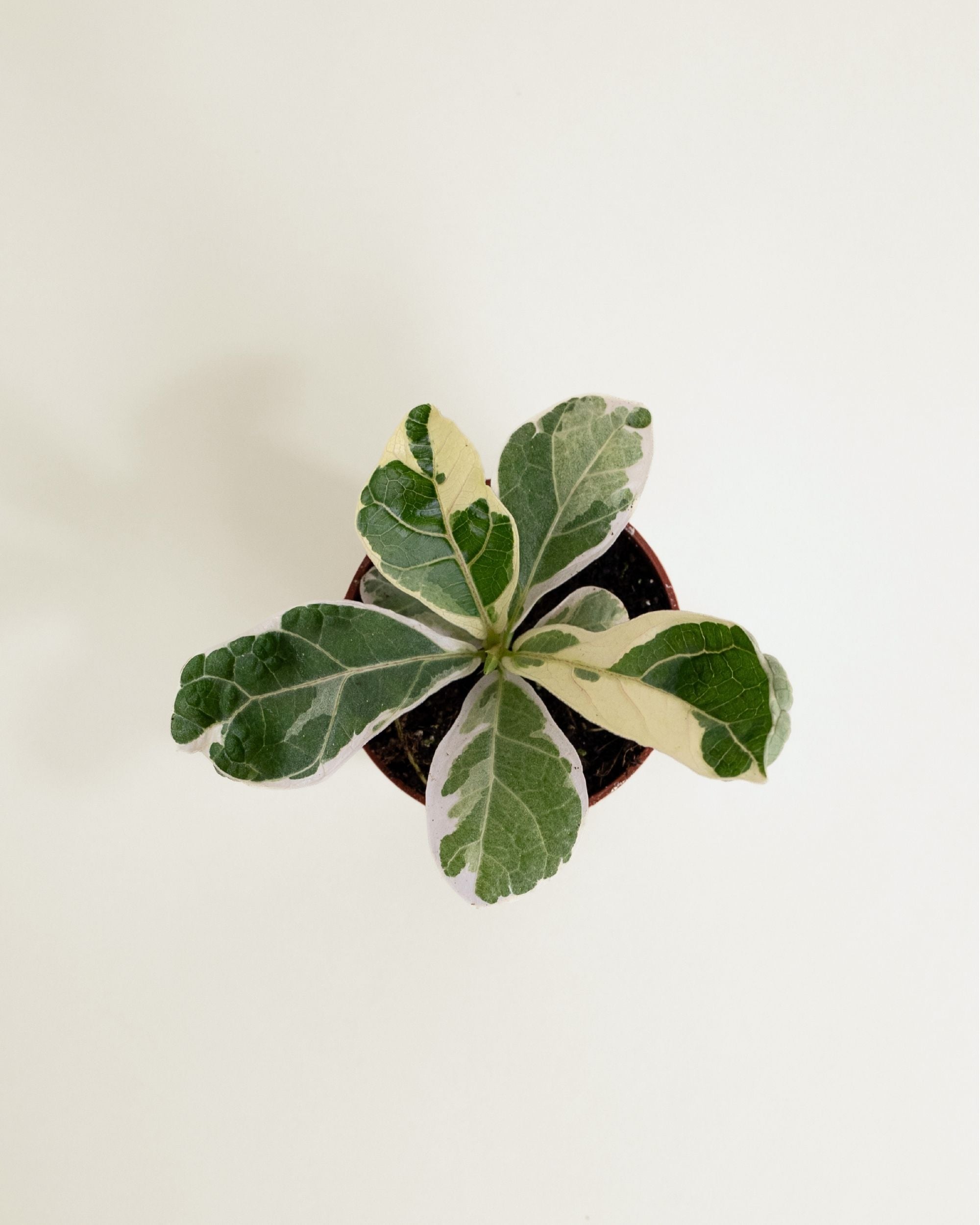Ficus Lyrata Variegata