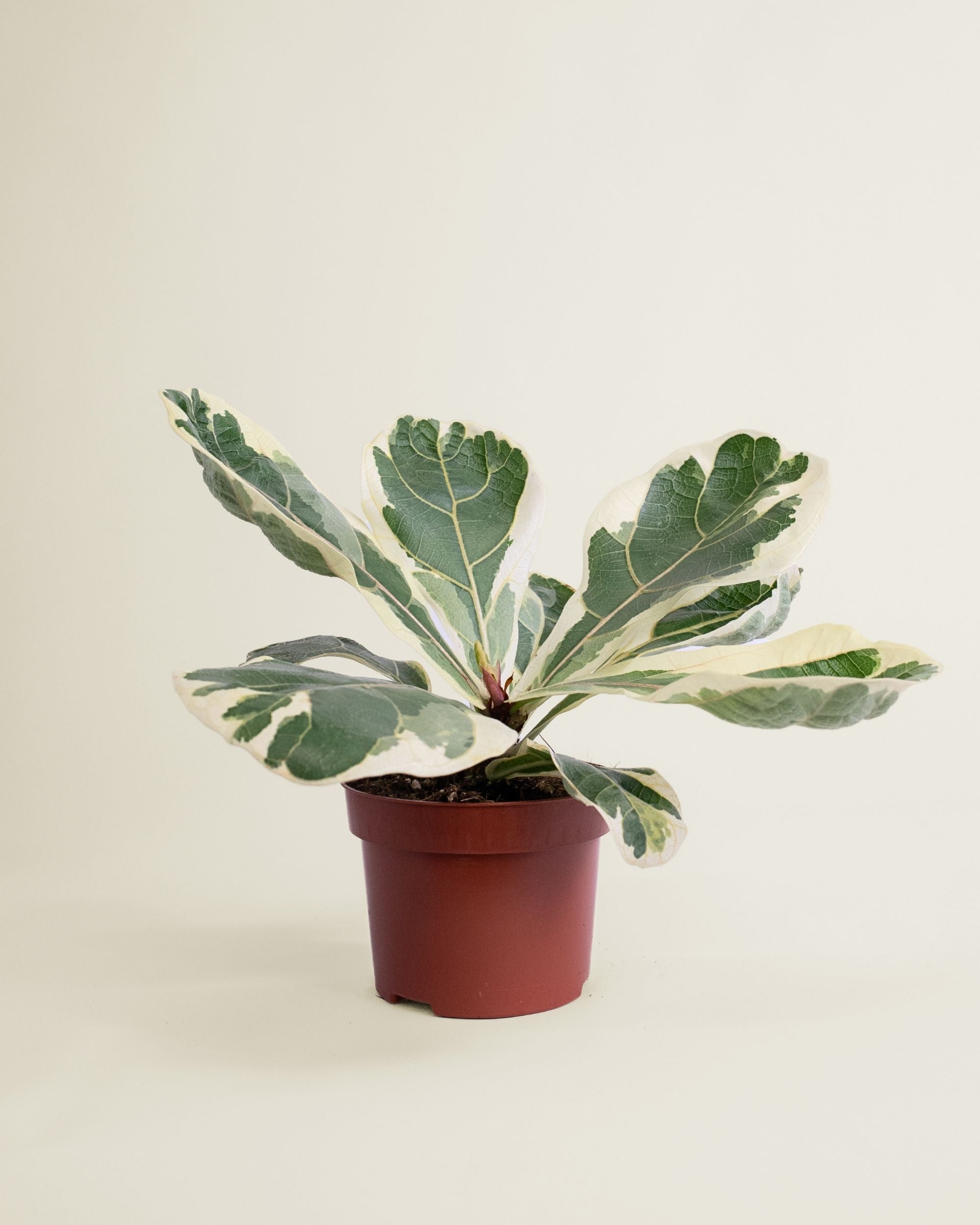 Ficus Lyrata Variegata