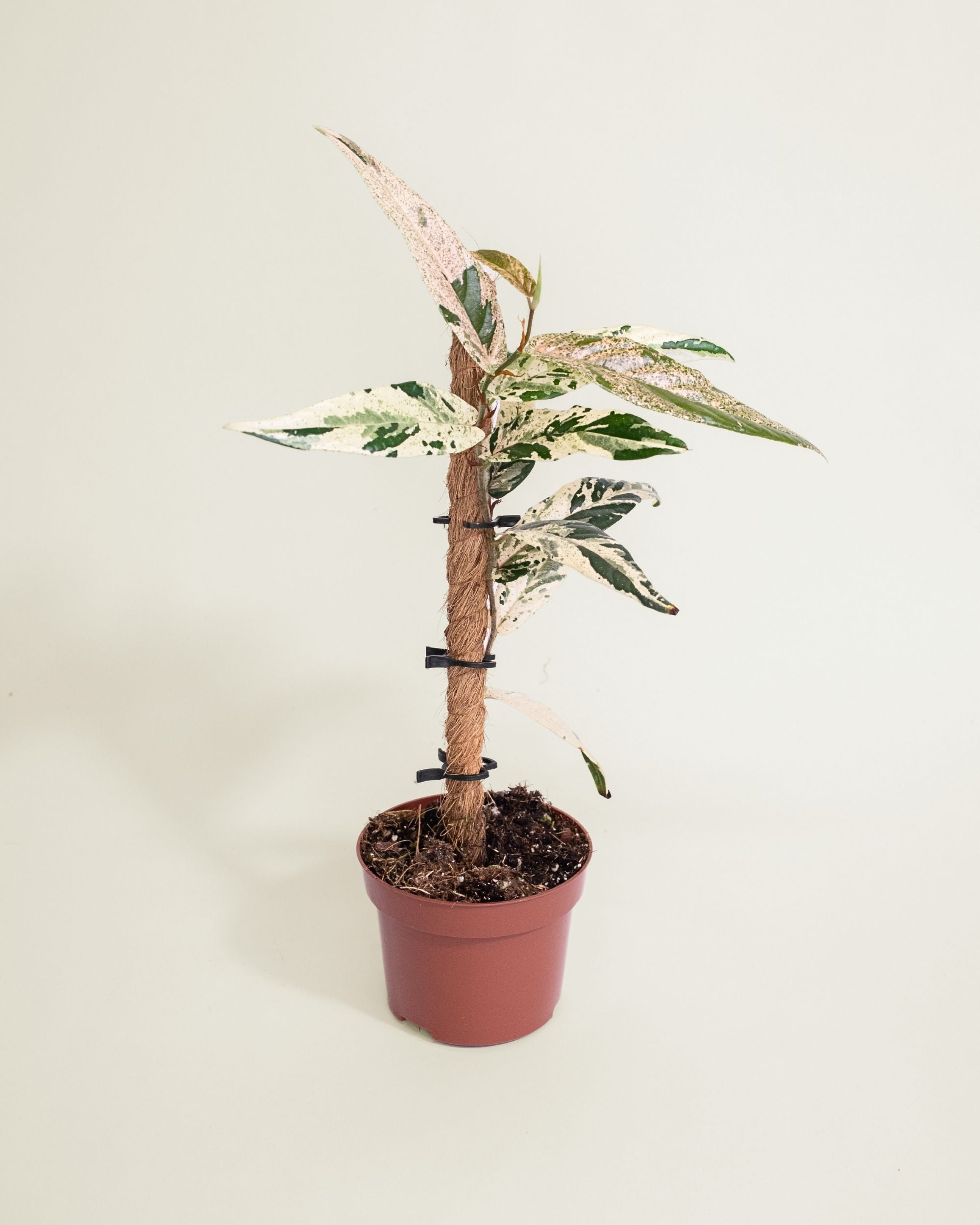 Ficus Sagittata Variegata