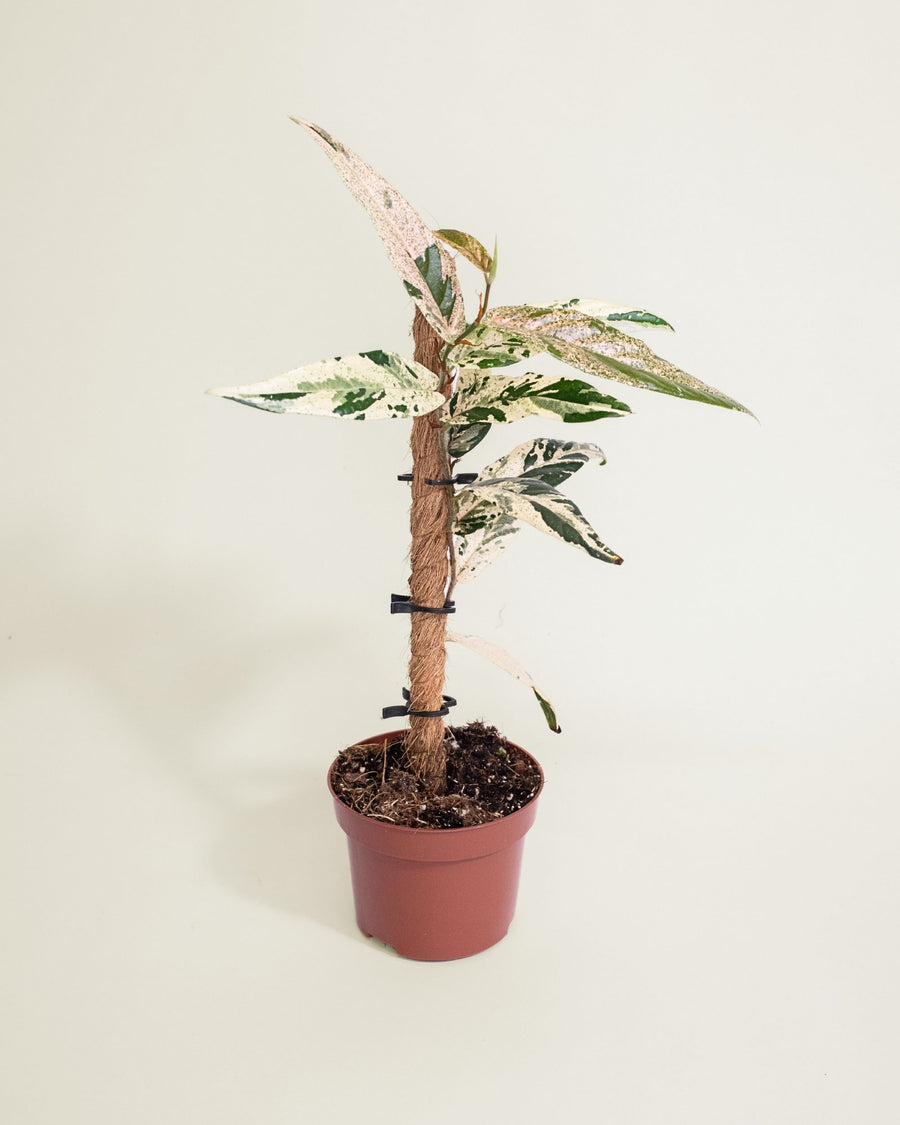 Ficus Sagittata Variegata