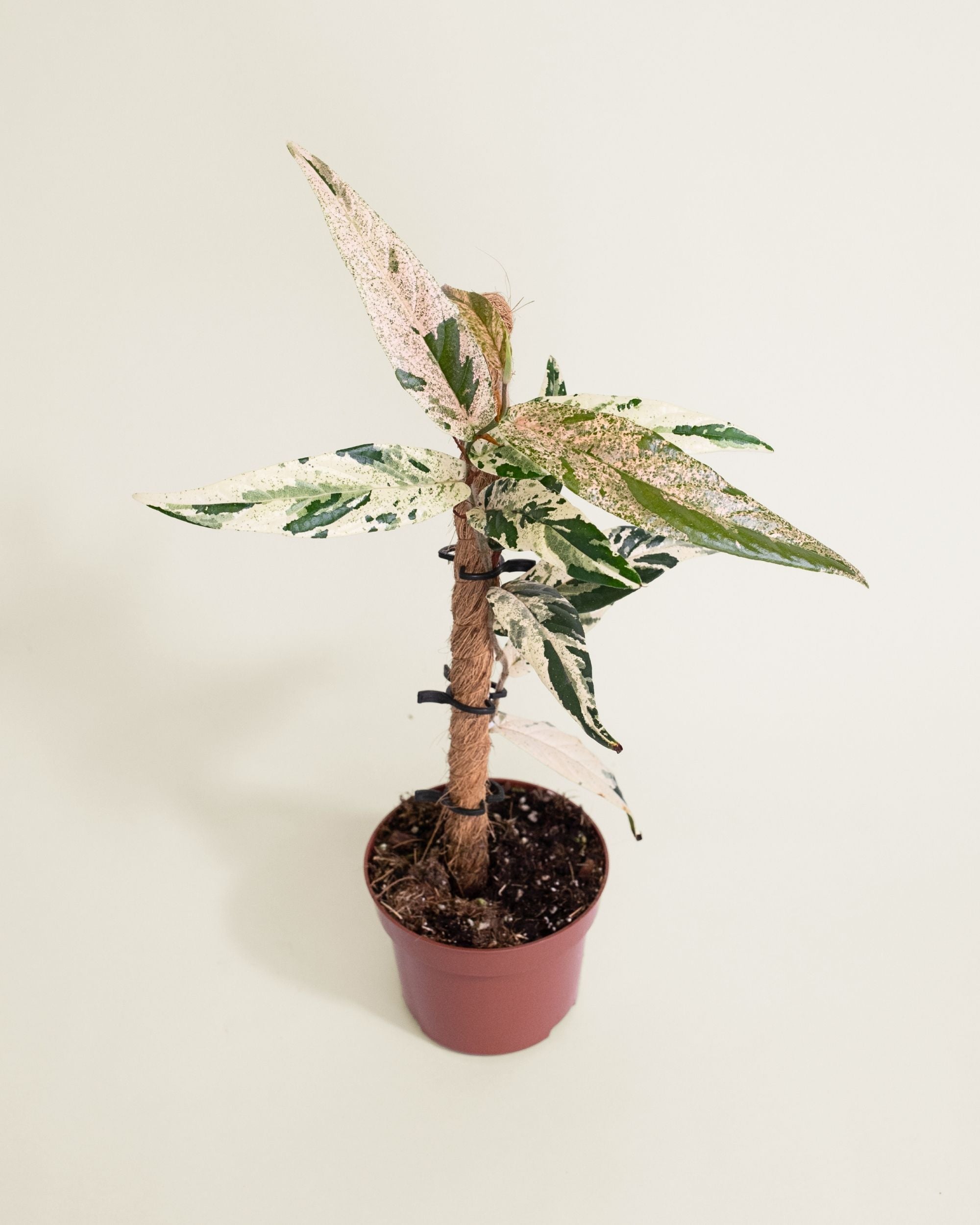 Ficus Sagittata Variegata