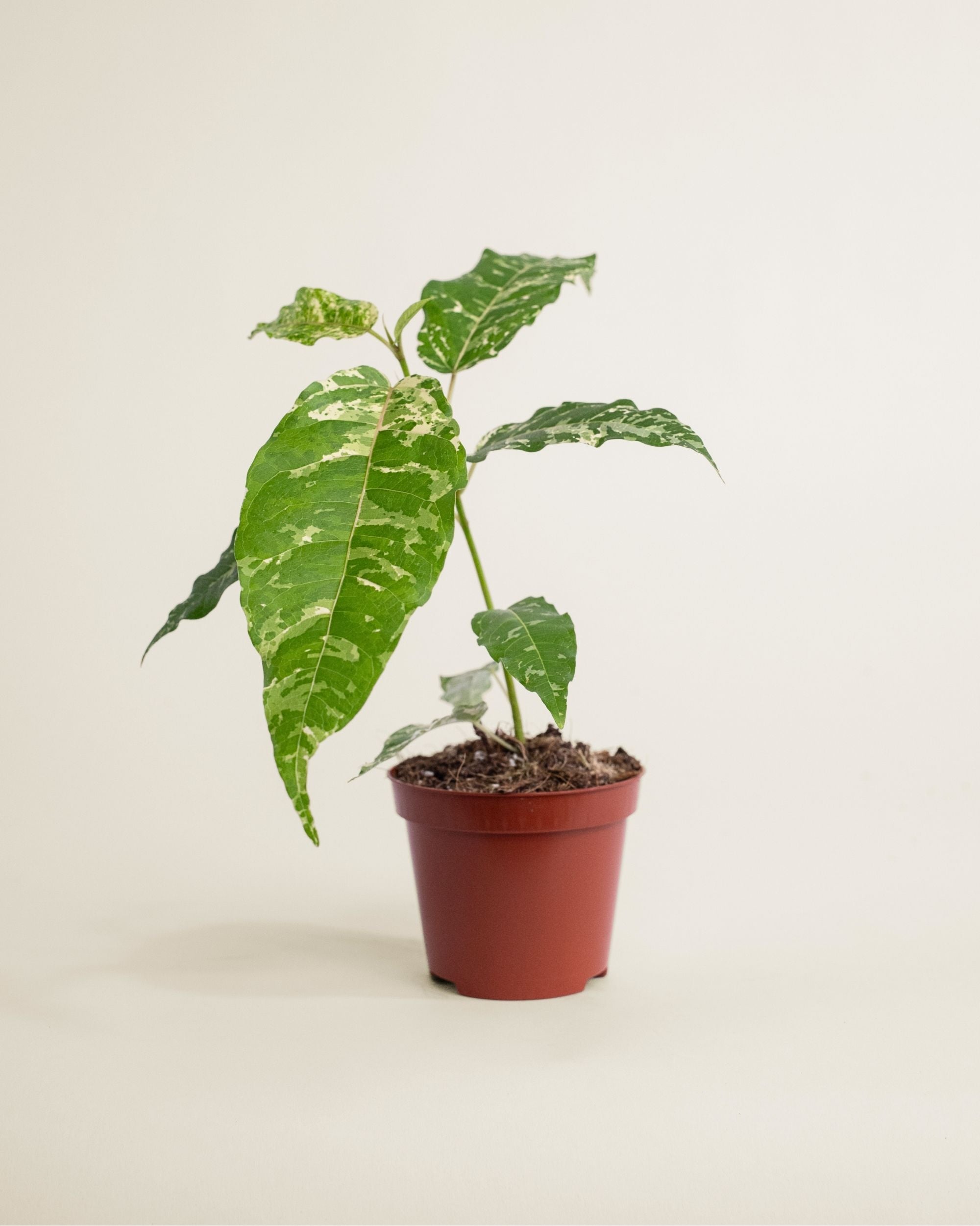 Ficus Snowstorm