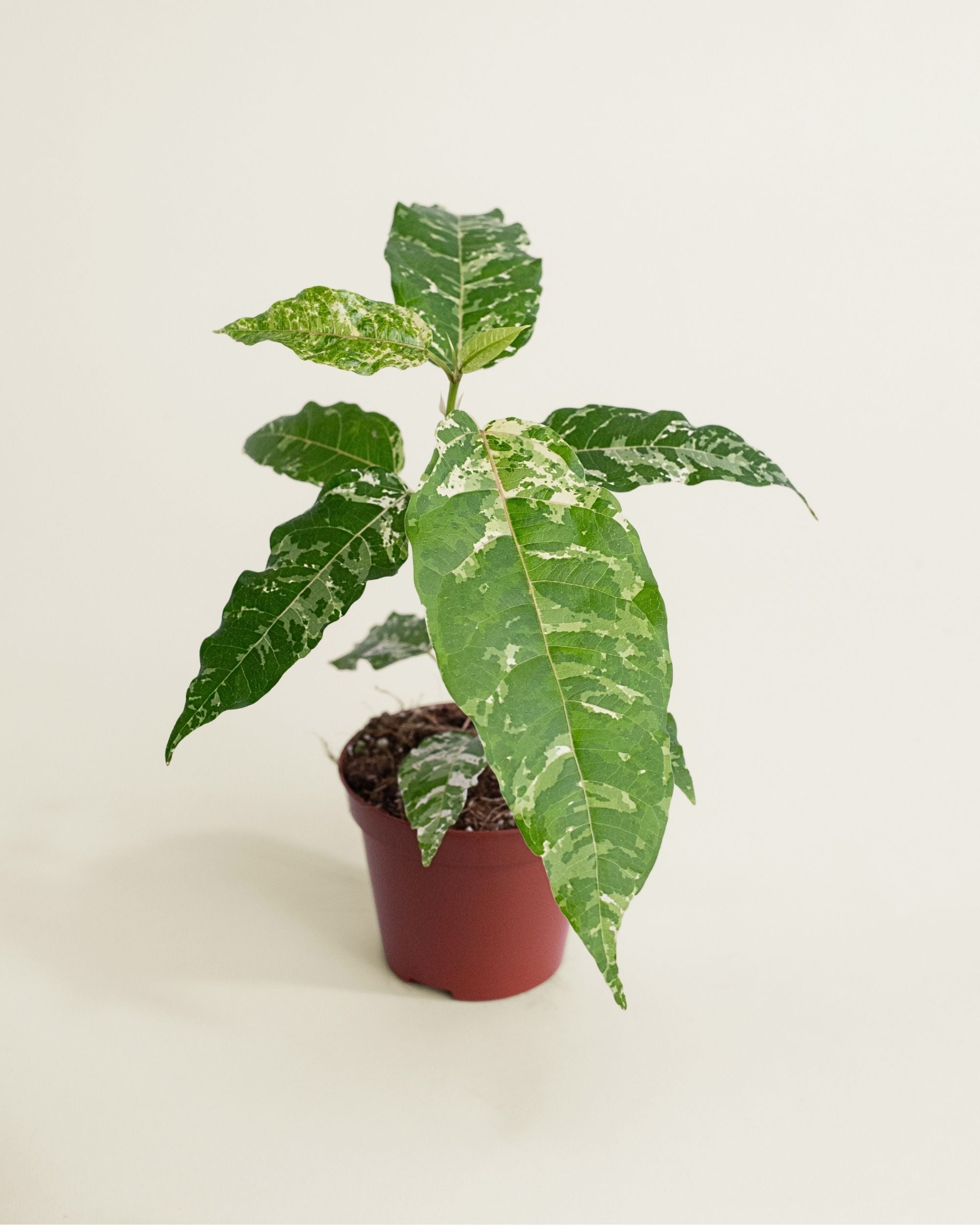 Ficus Snowstorm