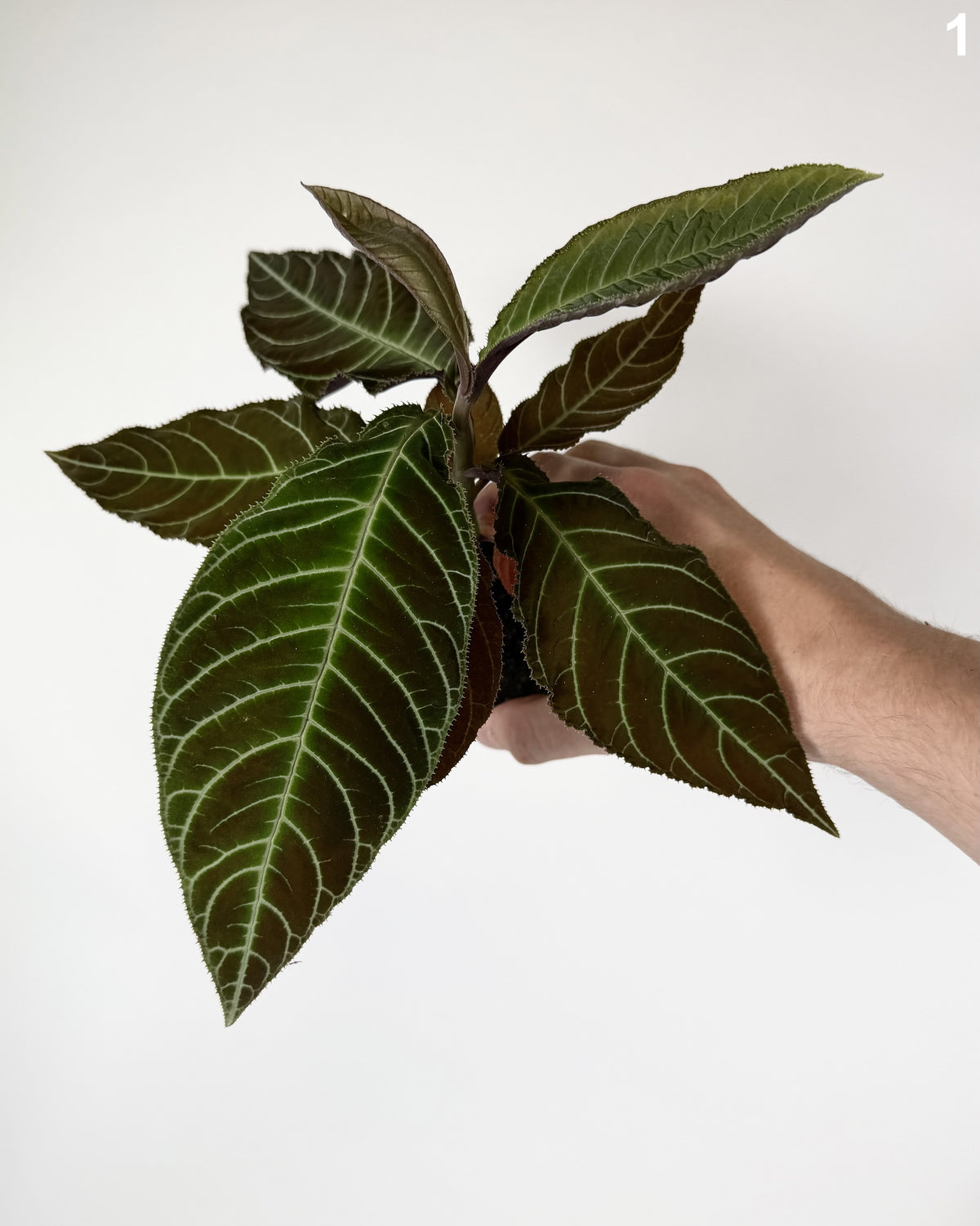 Ardisia Gigantifolia WW