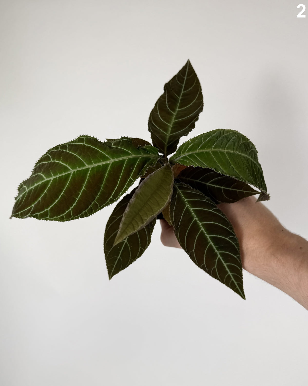 Ardisia Gigantifolia WW