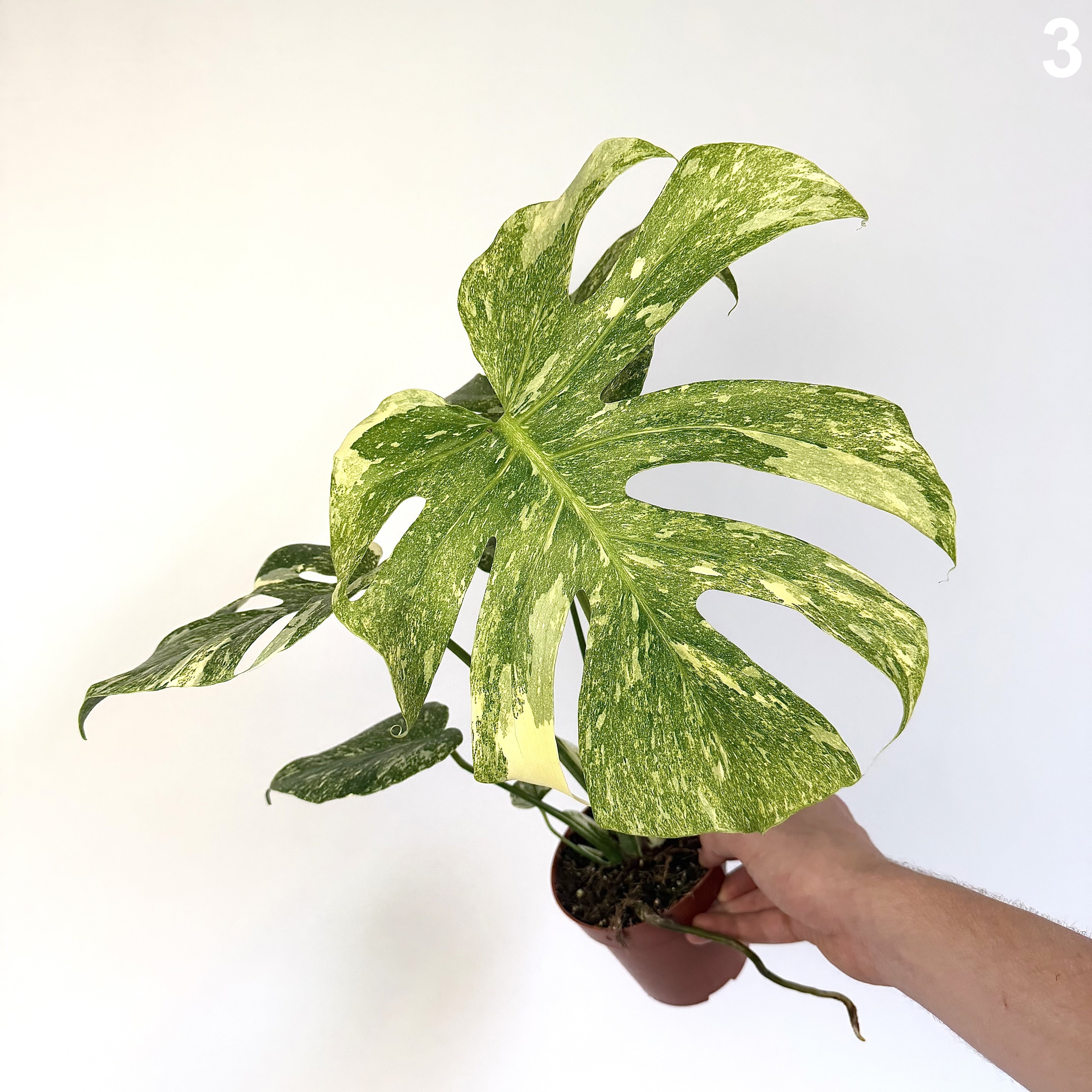 Monstera Deliciosa Green Snow WW