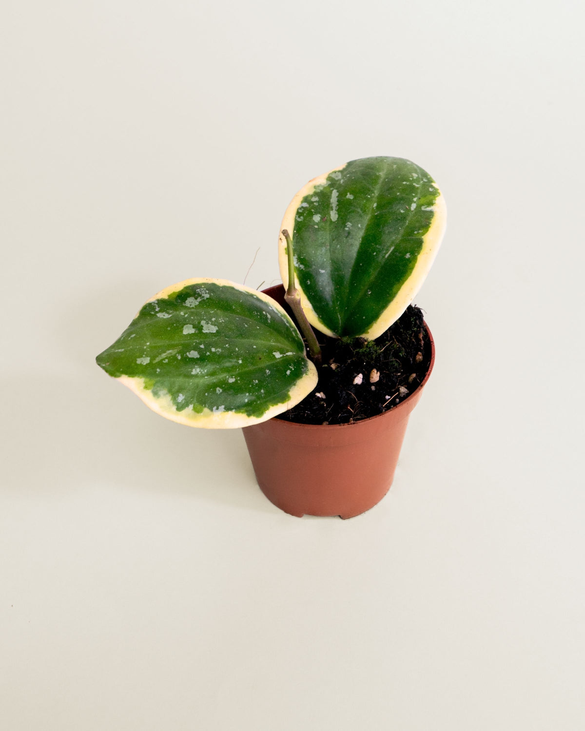 Hoya Latifolia Albomarginata
