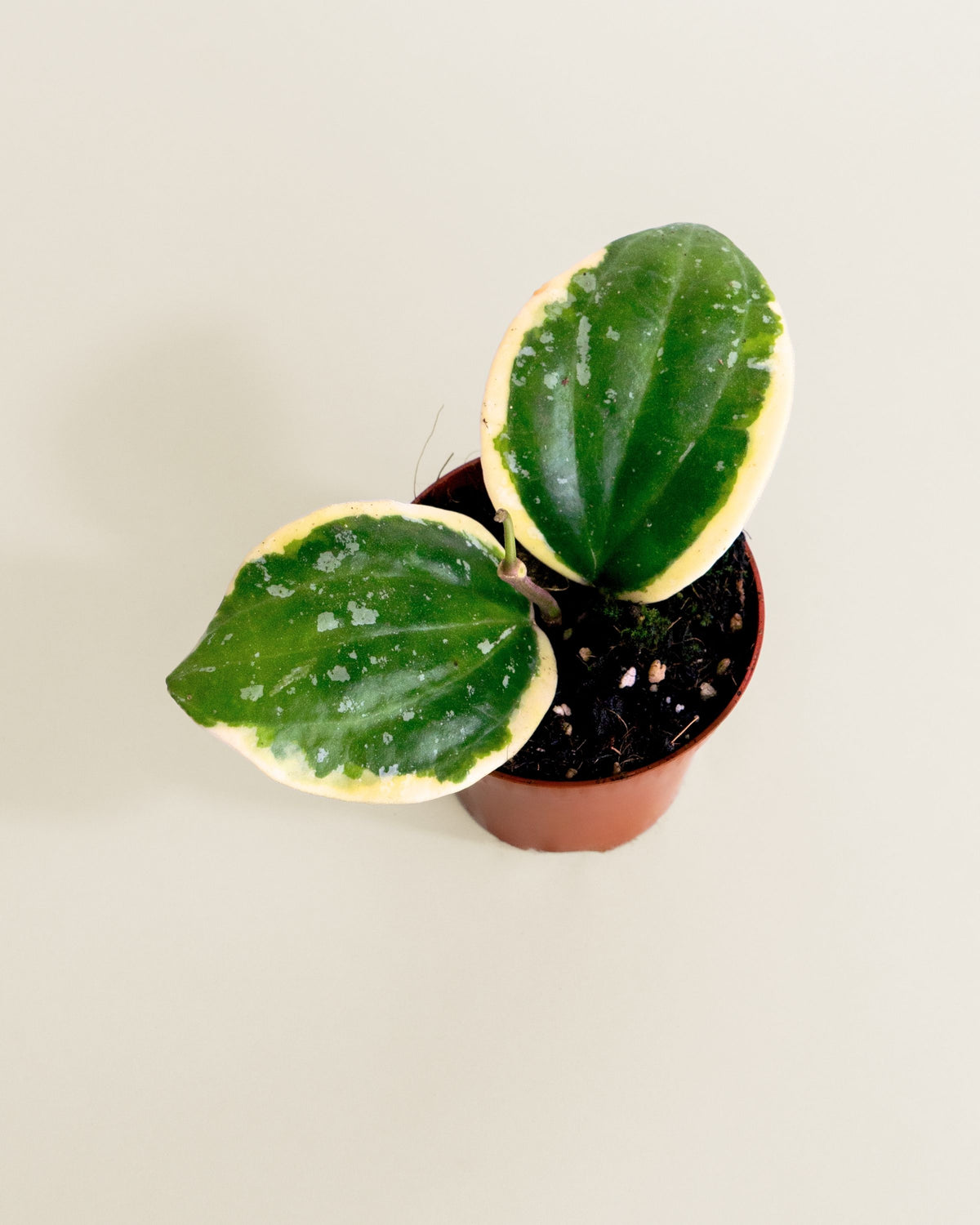 Hoya Latifolia Albomarginata