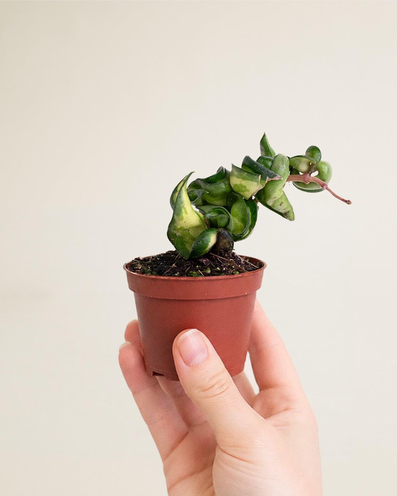 Hoya Mauna Loa