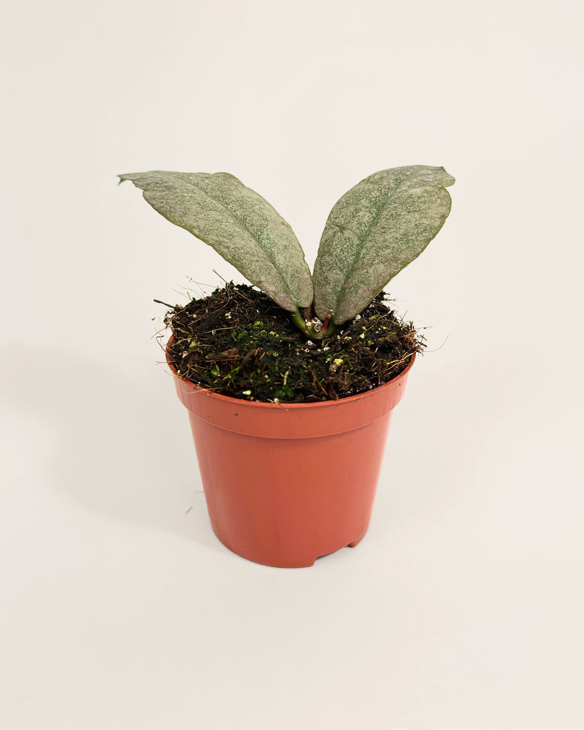 Hoya Mitrita Silver S Downtown Plant Club