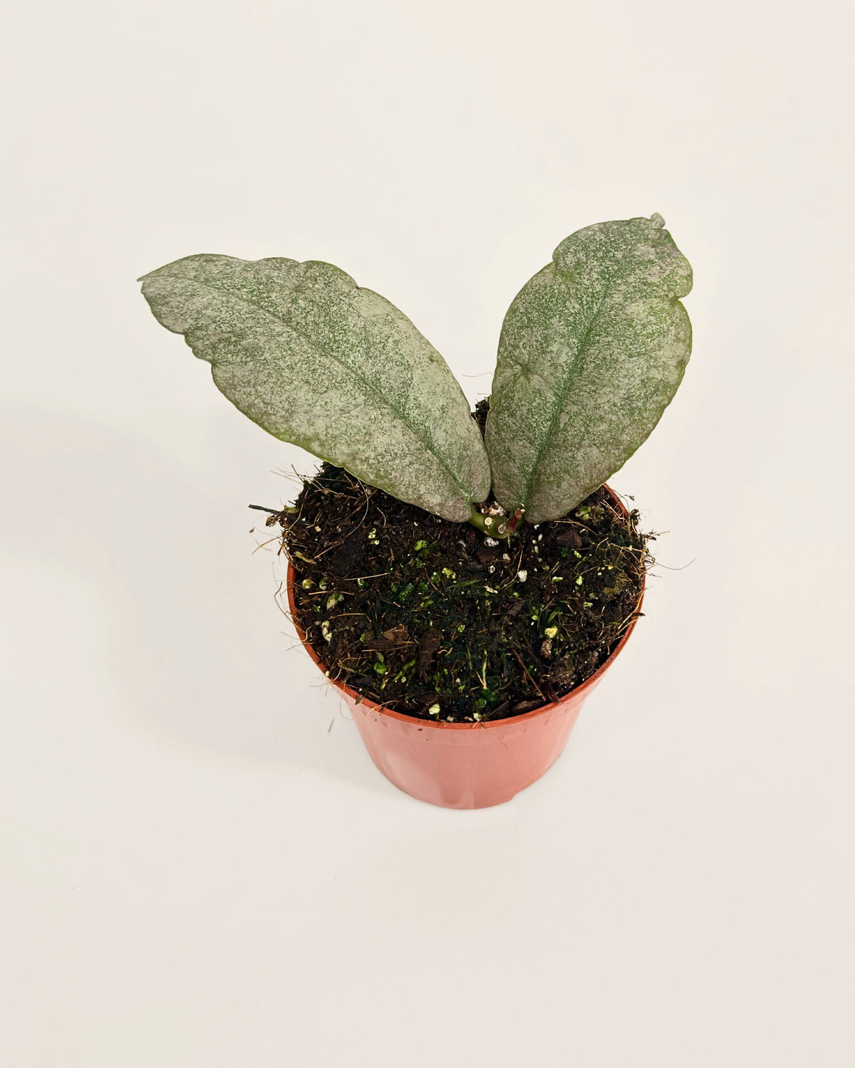 Hoya Mitrita Silver S Downtown Plant Club
