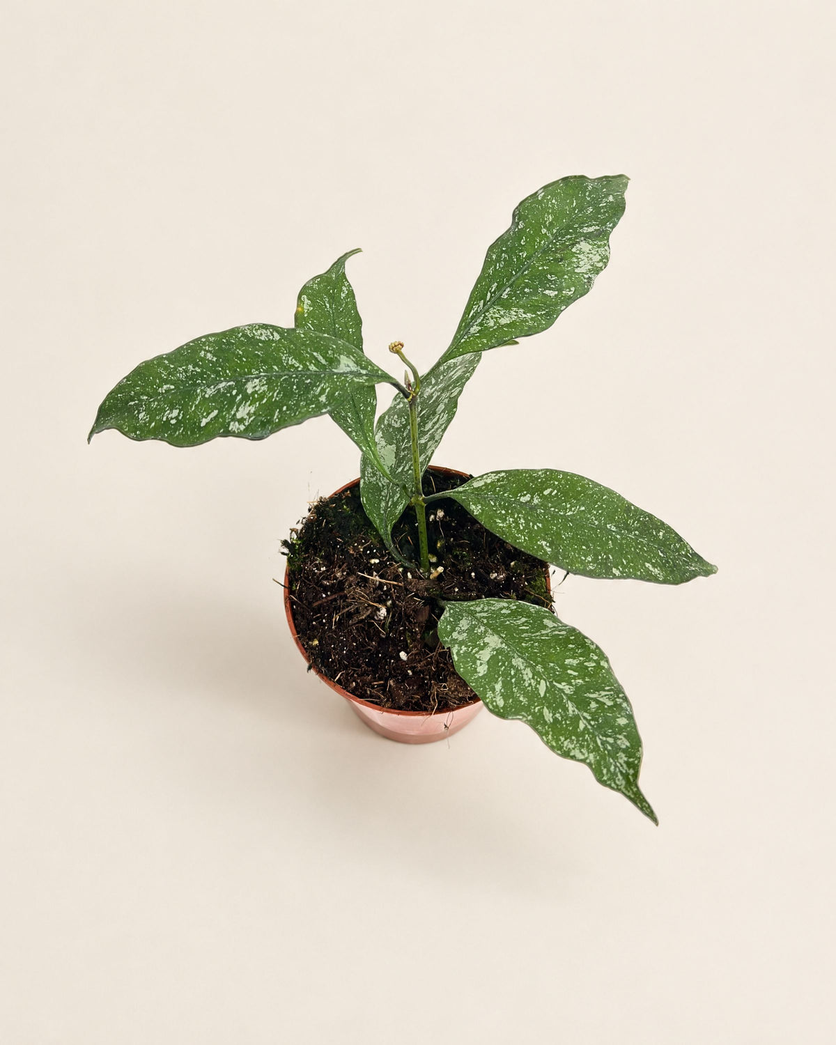Hoya Multiflora Silver Splash S Downtown Plant Club