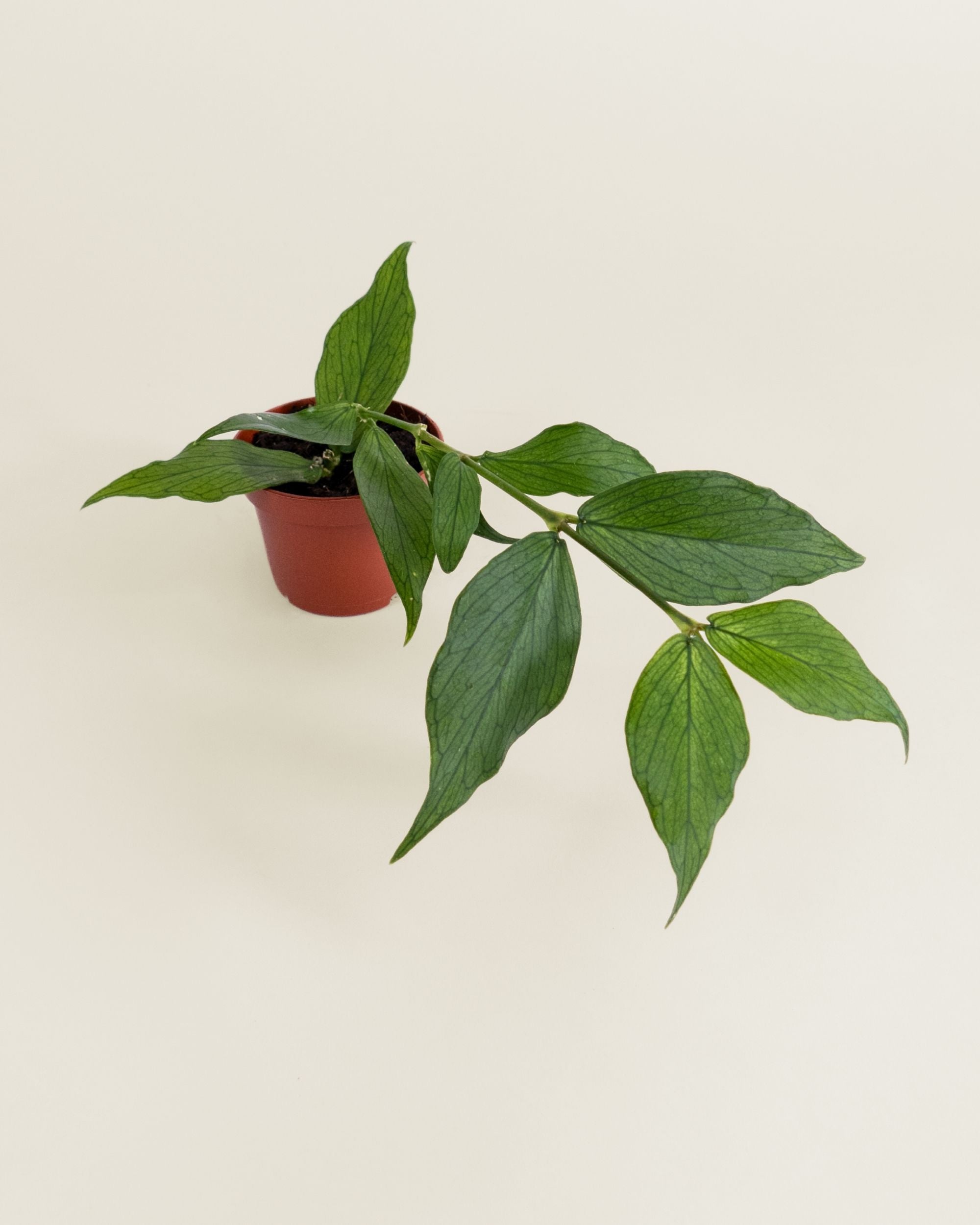 Hoya Polyneura
